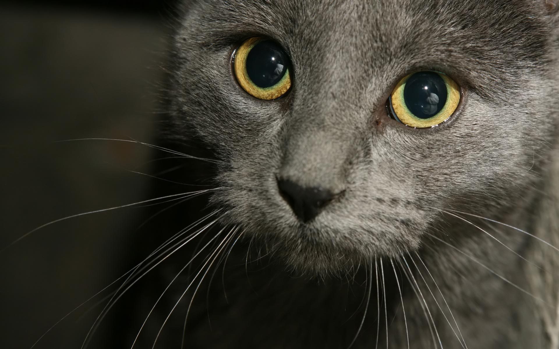 Russian Blue Cat Close Up HD Wallpaper