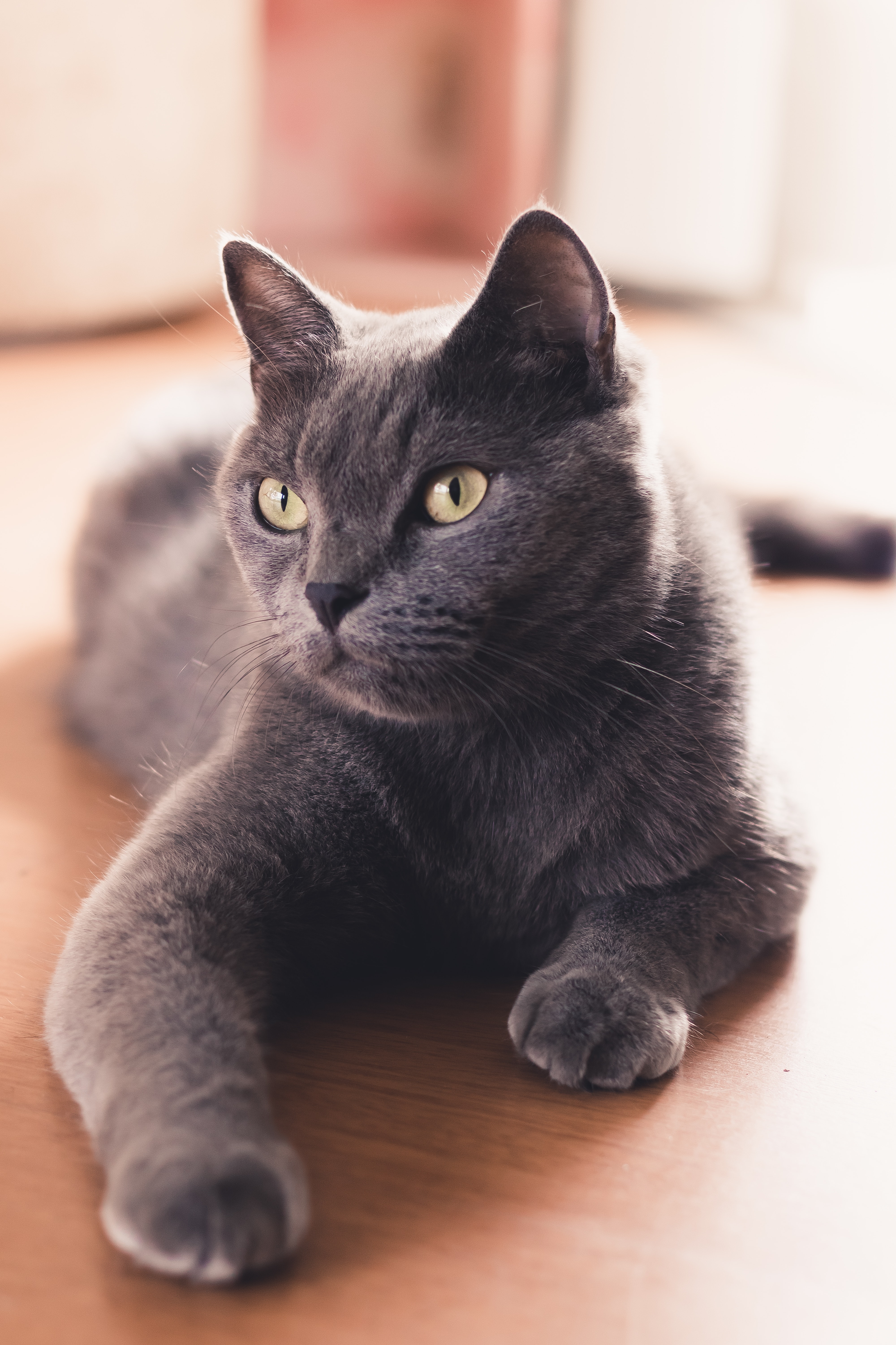 Close Up Photo Of A Russian Blue Cat Lying Down · Free