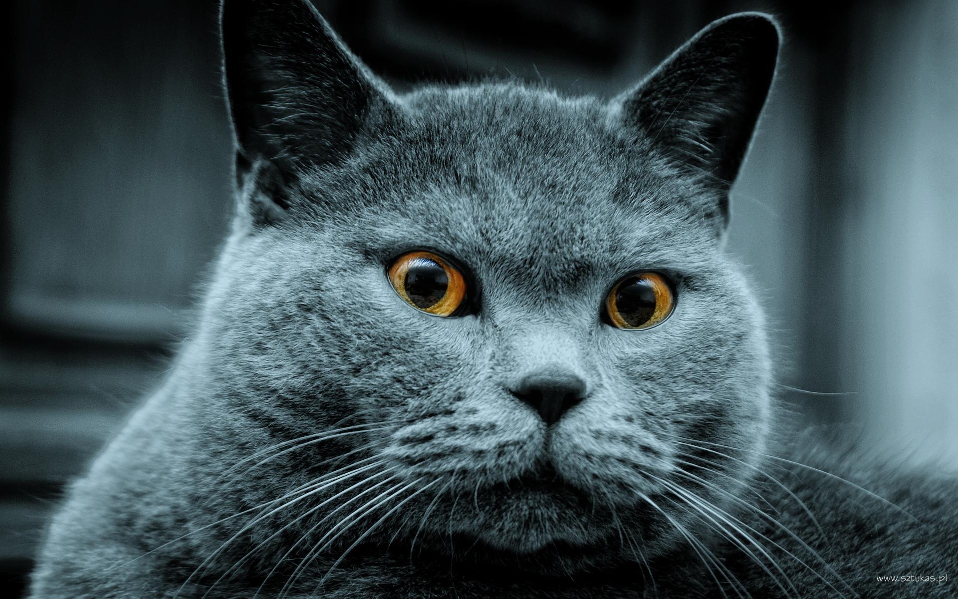 Fat Cat Blue With Red Eyes Wallpaper & Background Download