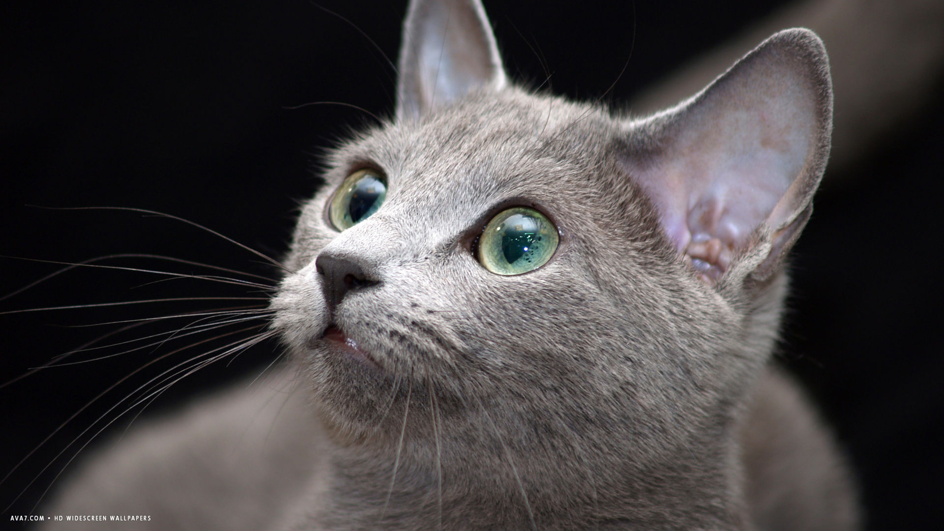 beautiful russian blue cat wallpaper. russian blue cat HD widescreen wallpaper