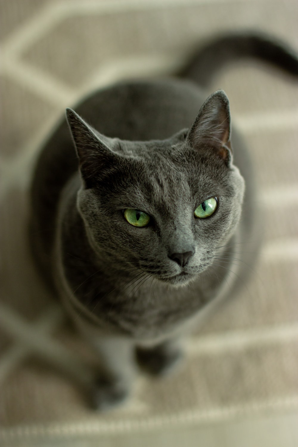 Russian Blue Cat Wallpapers - Wallpaper Cave