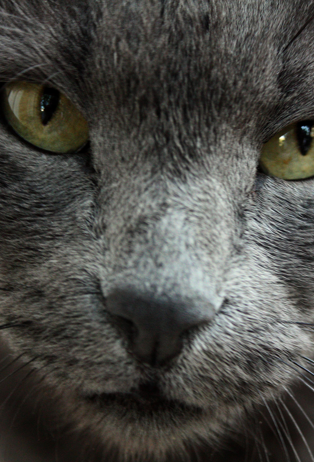 Russian Blue Cat Wallpaper for iPhone 11, Pro Max, X, 8, 7, 6