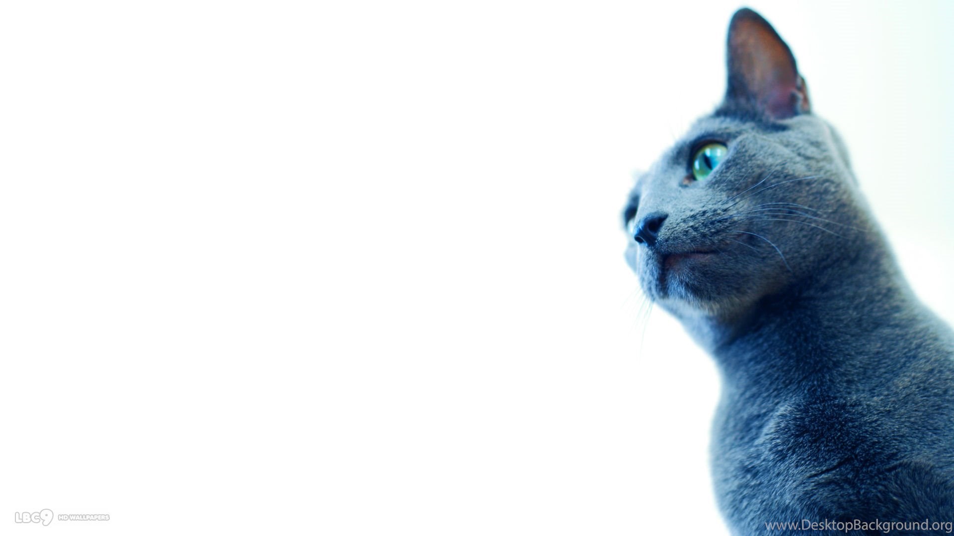 Russian Blue Cat Wallpaper 21 23 Desktop Background