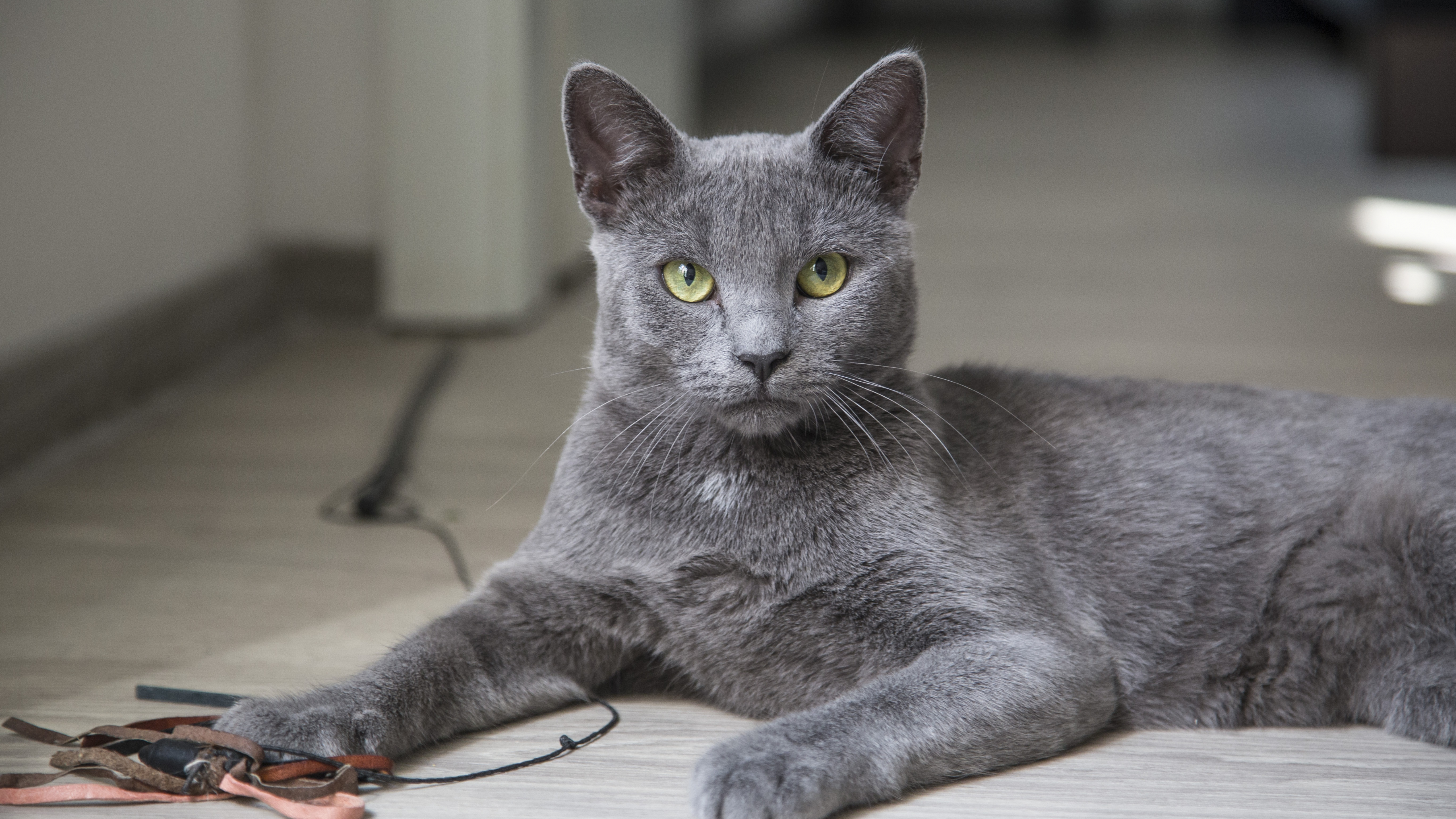 Wallpaper Russian Blue Cat Lying on Floor, Background Free Image