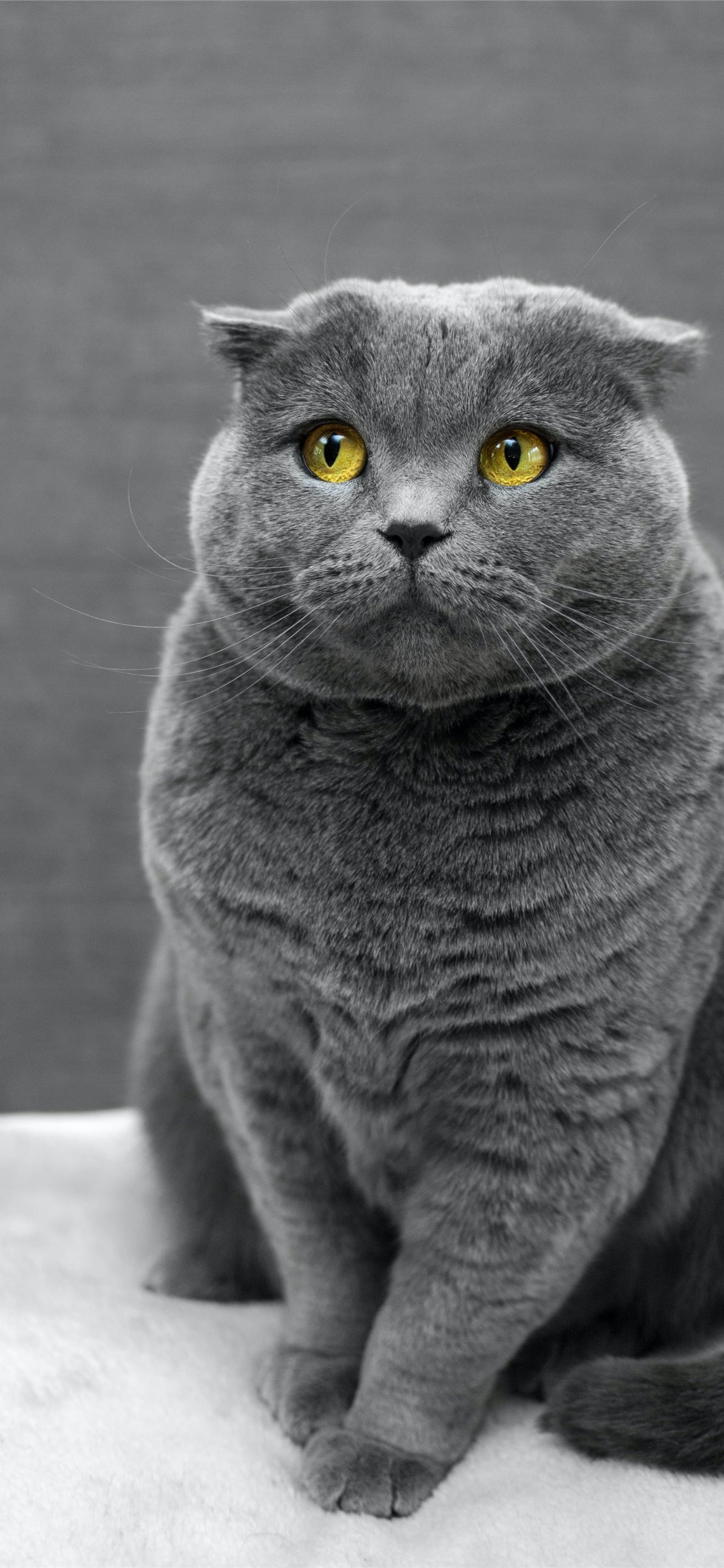 selective focus photography of Russian Blue cat iPhone 12 Wallpaper Free Download