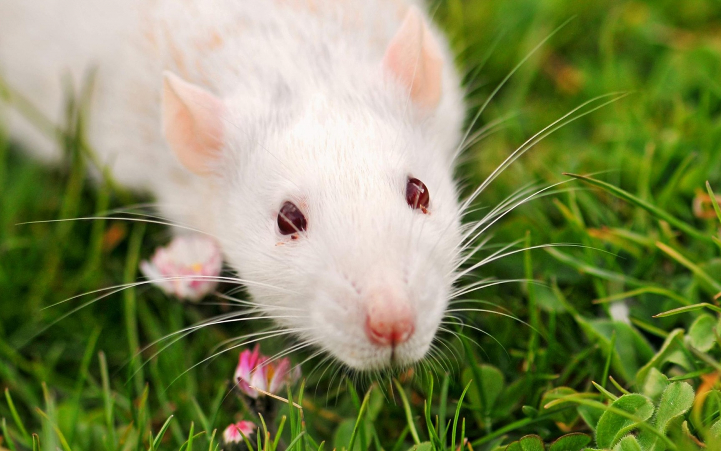 Free download Laboratory Rat Animal wallpaper selection 1920x1080 wallpaper [1920x1080] for your Desktop, Mobile & Tablet. Explore Lab Rats Wallpaper. Chase from Lab Rats Wallpaper, Rat Wallpaper