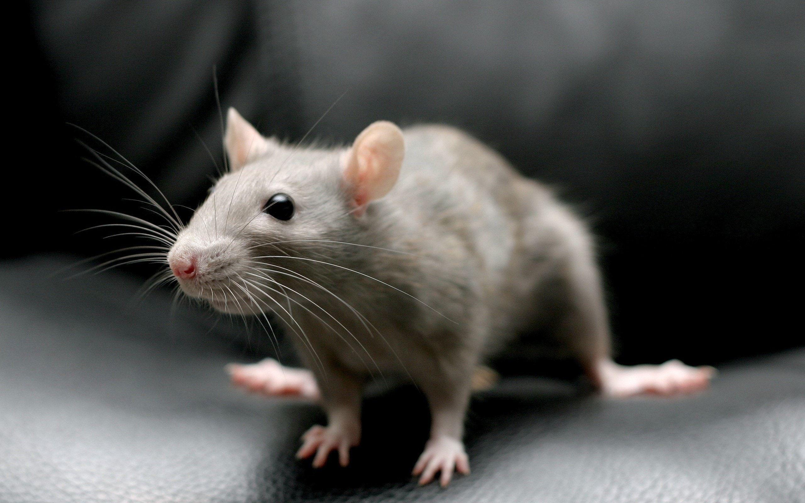 Rats Wallpaper
