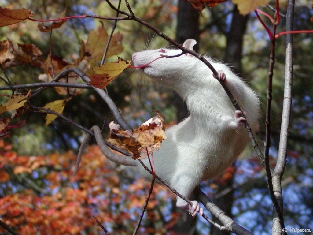 White Rat Animals Wallpaper