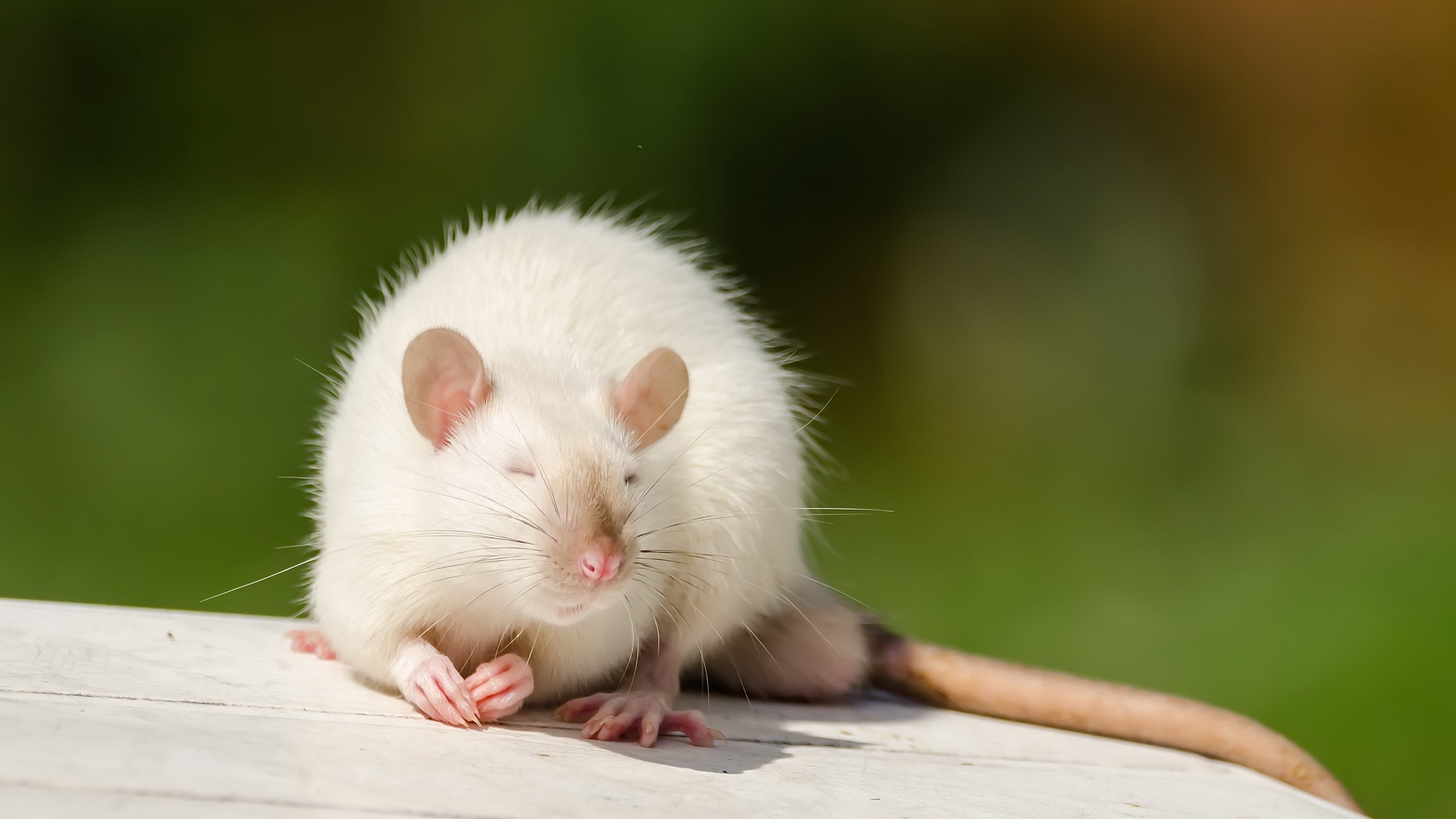 Wallpaper Rats White animal 2560x1440