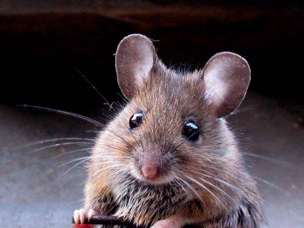 Mouse Animal Wallpaper, HD Mouse Animal Background on WallpaperBat