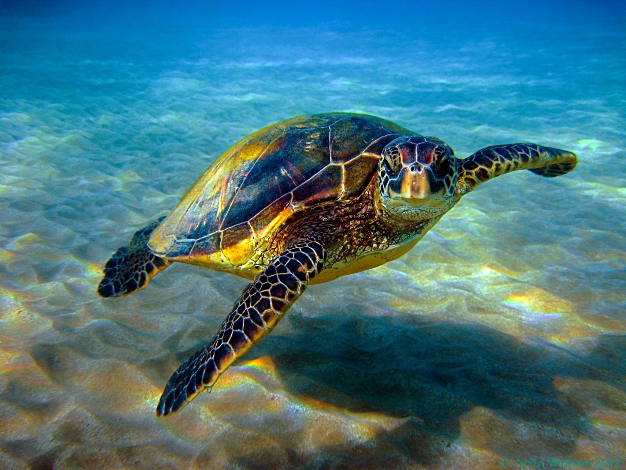 Turtle Free Desktop Wallpaper Downloads Data Src Sea Turtle Hawaii