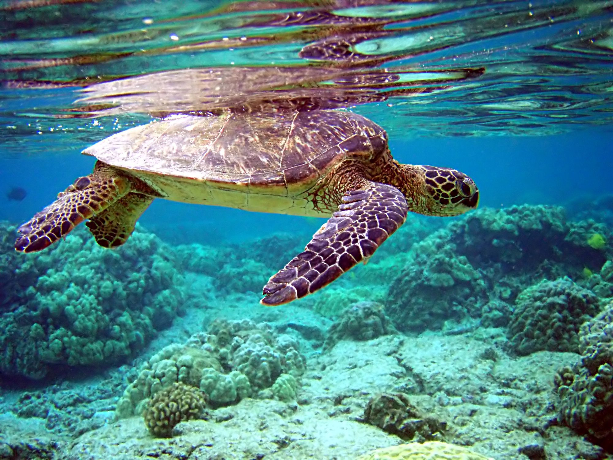 Sea Turtle Wallpaper For Computer