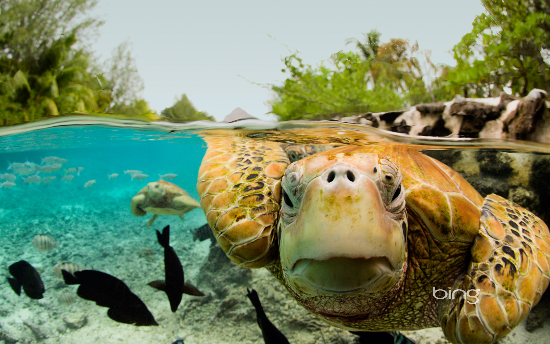 Bing Wallpaper Sea Turtle