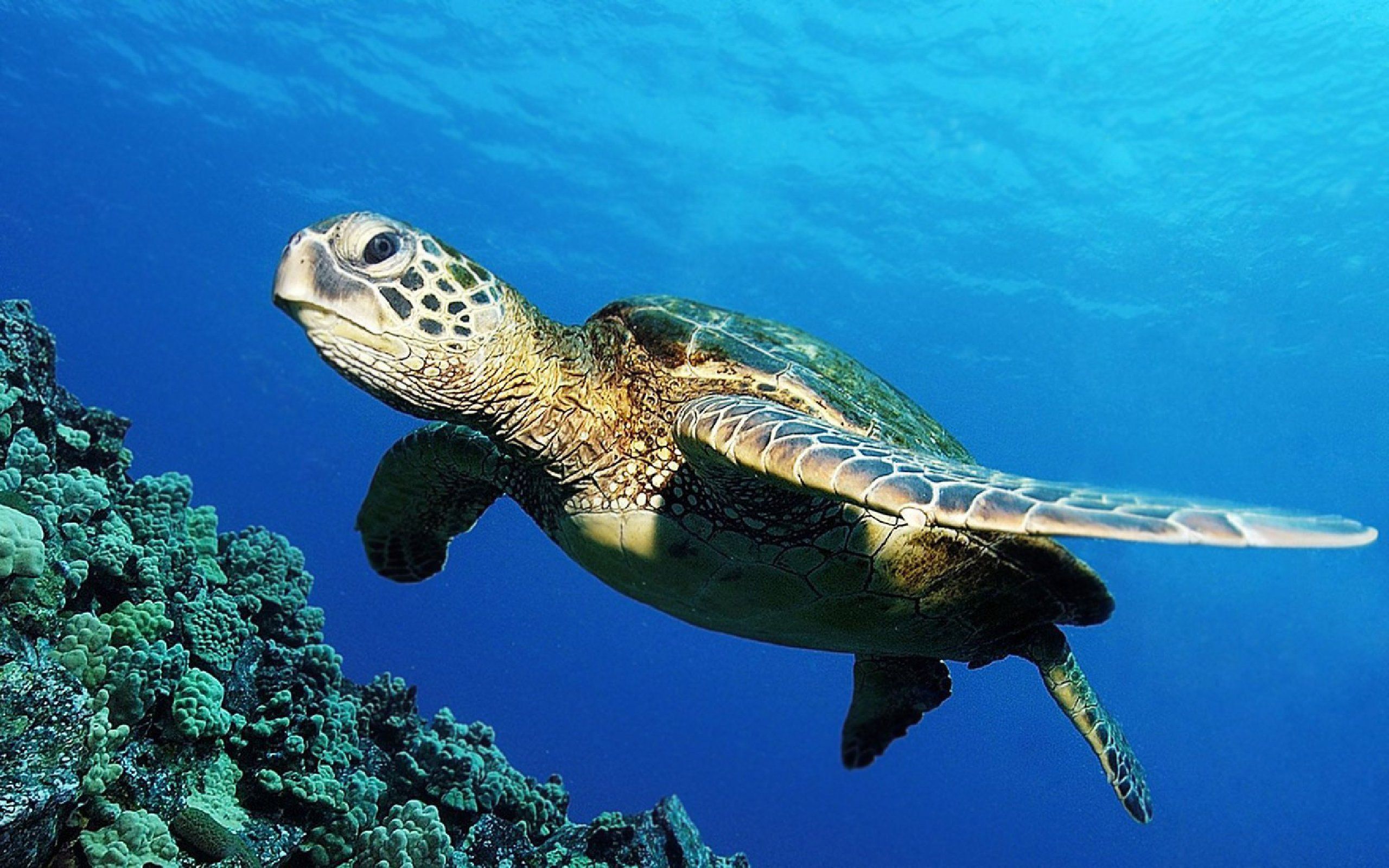 Green Sea Turtle Desktop Wallpaper, HD Green Sea Turtle Desktop Background on WallpaperBat