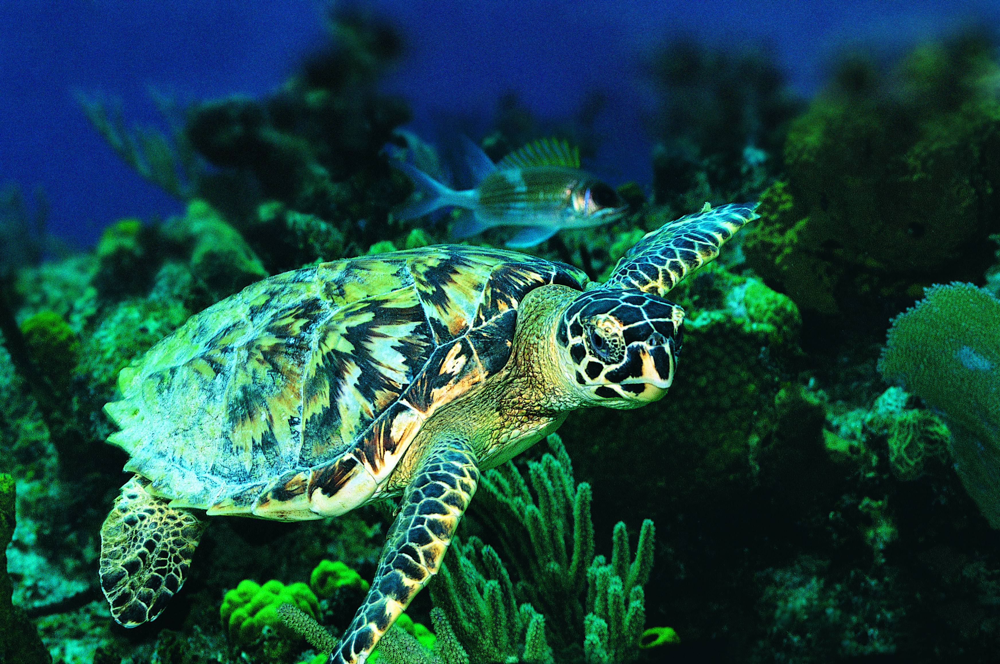 Sea Turtle Top Rated Pc Pics Turtle Background