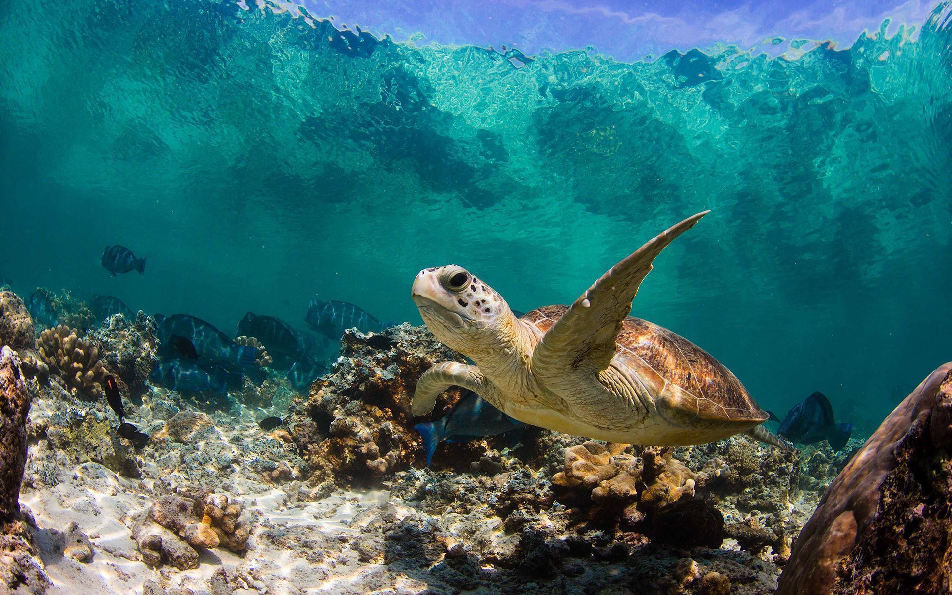 Sea Turtle Background