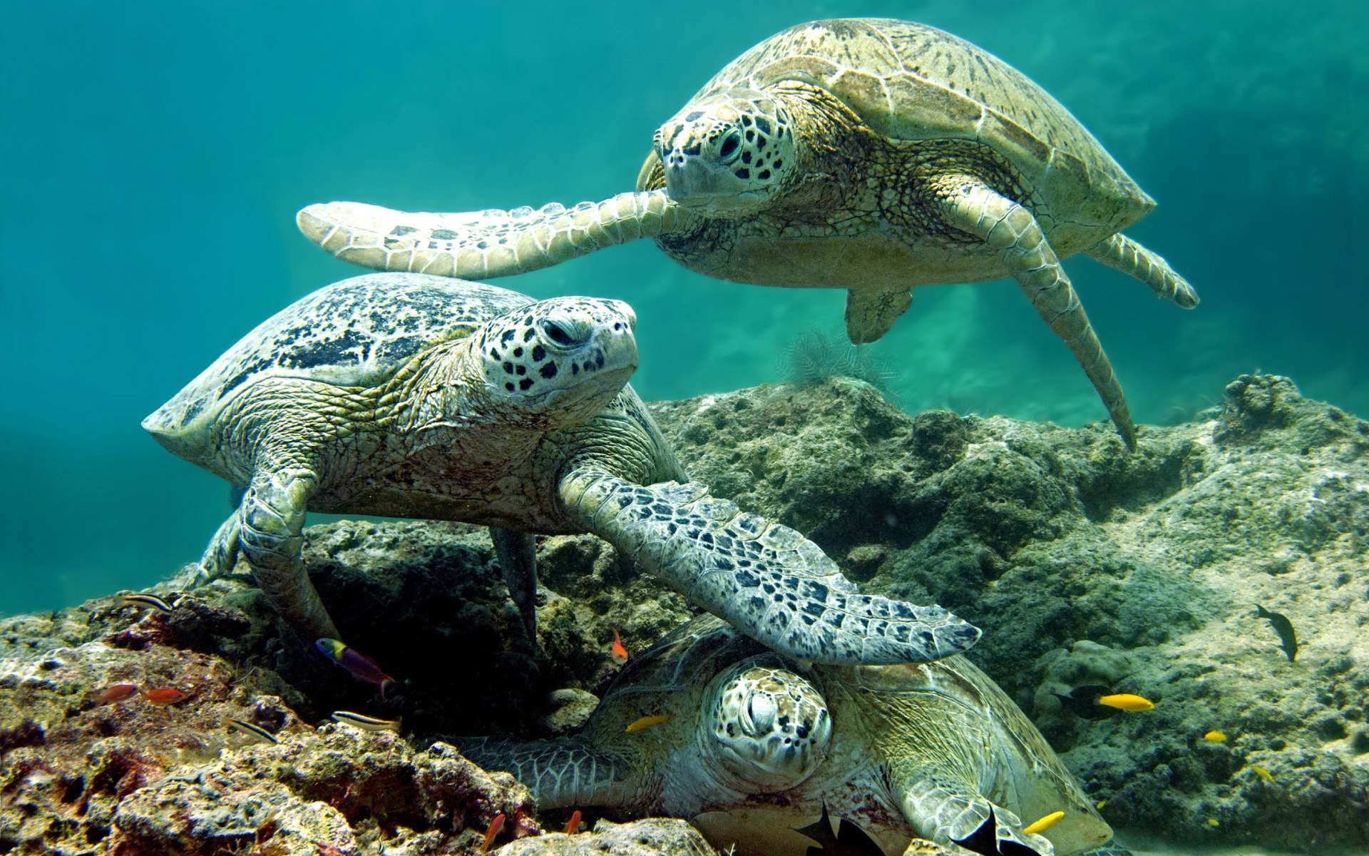 Underwater Sea Turtle HD Wallpaper for Widescreen Desktop PC 1920x1080 Full HD