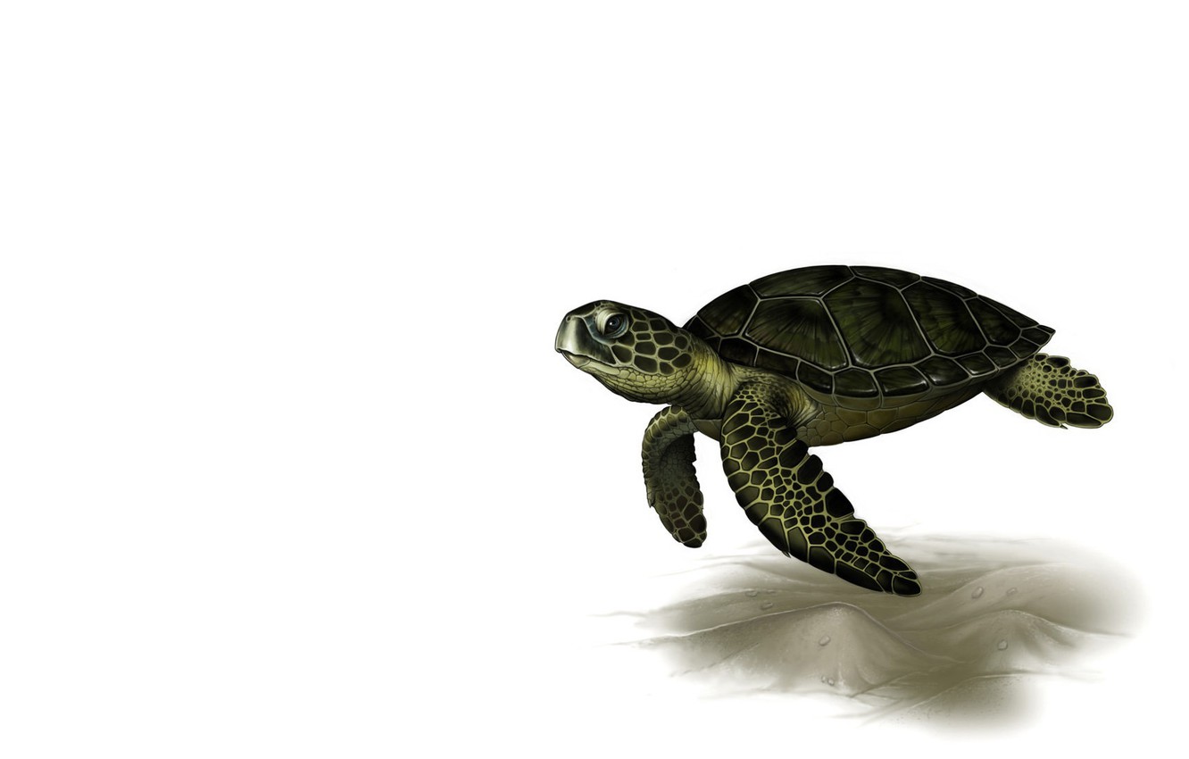 Wallpaper rendering, turtle, art, Leslie Casilli, Sea Turtle image for desktop, section минимализм