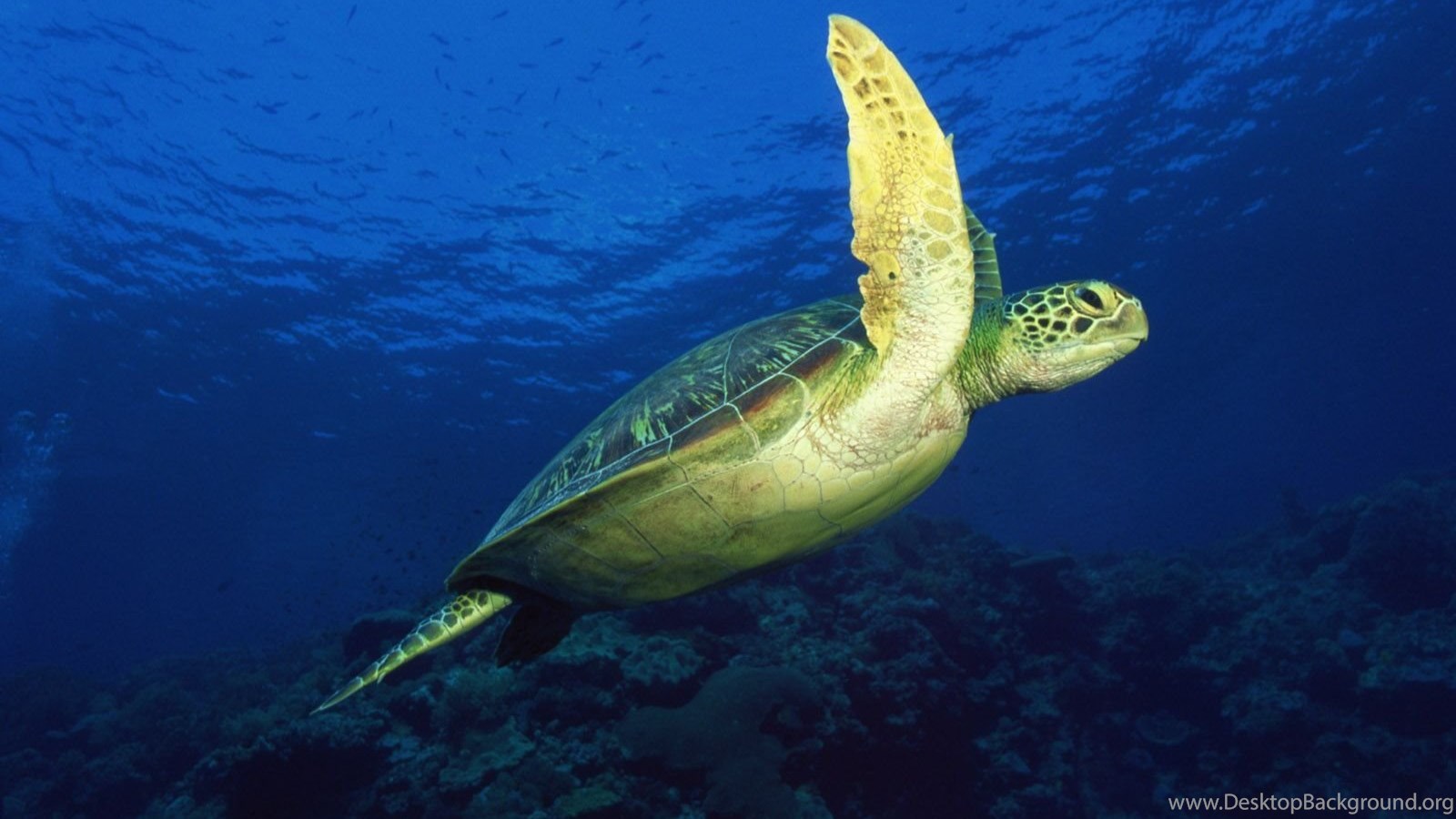 Gallery For Desktop Wallpaper Sea Turtle Desktop Background