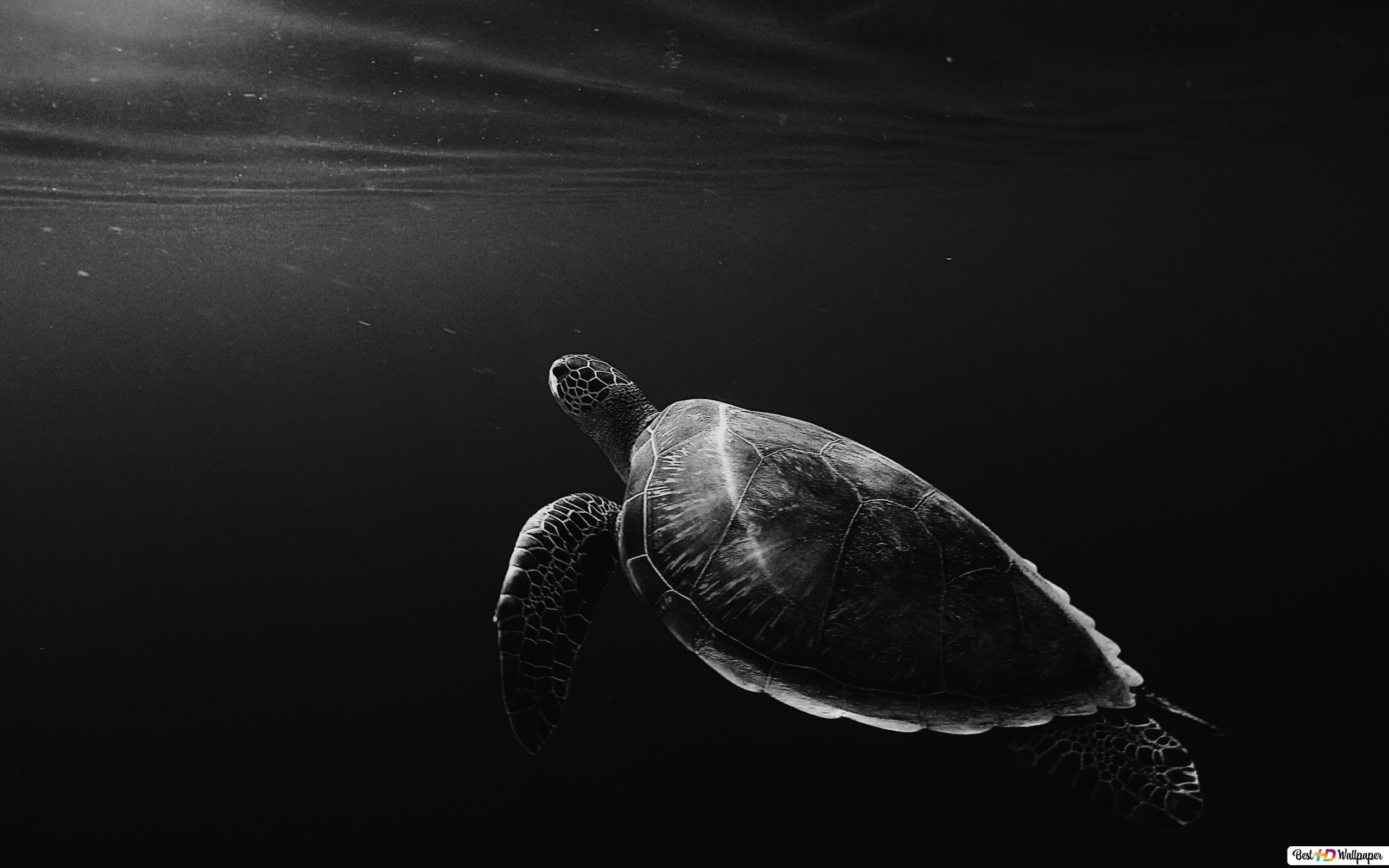 Sea Turtle HD wallpaper download creature wallpaper