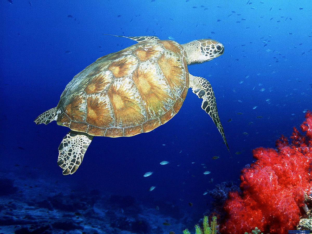 Sea turtle wallpaper HD. Download Free background