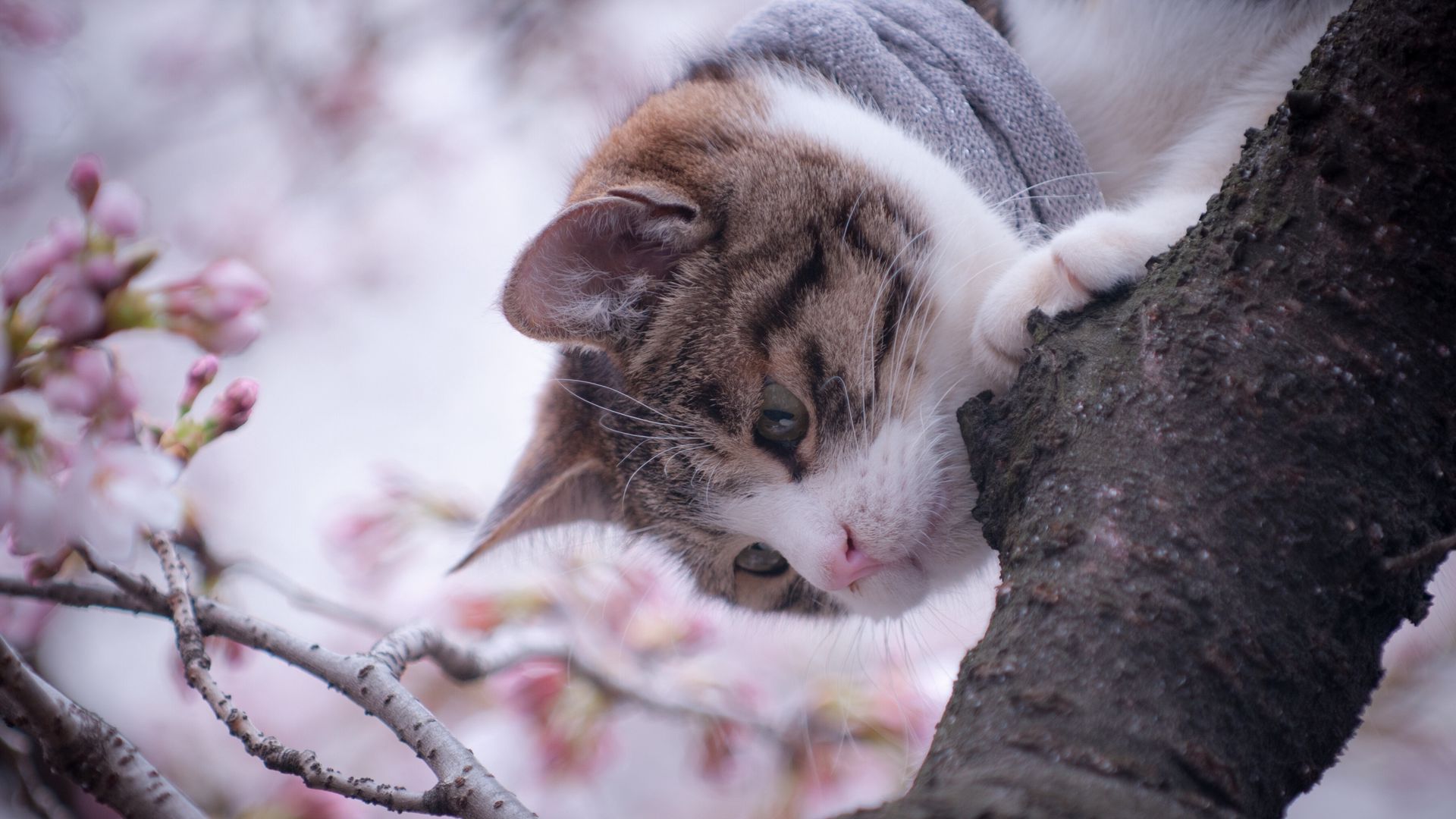 Download wallpaper 1920x1080 cat, tree, spring full hd, hdtv, fhd, 1080p HD background