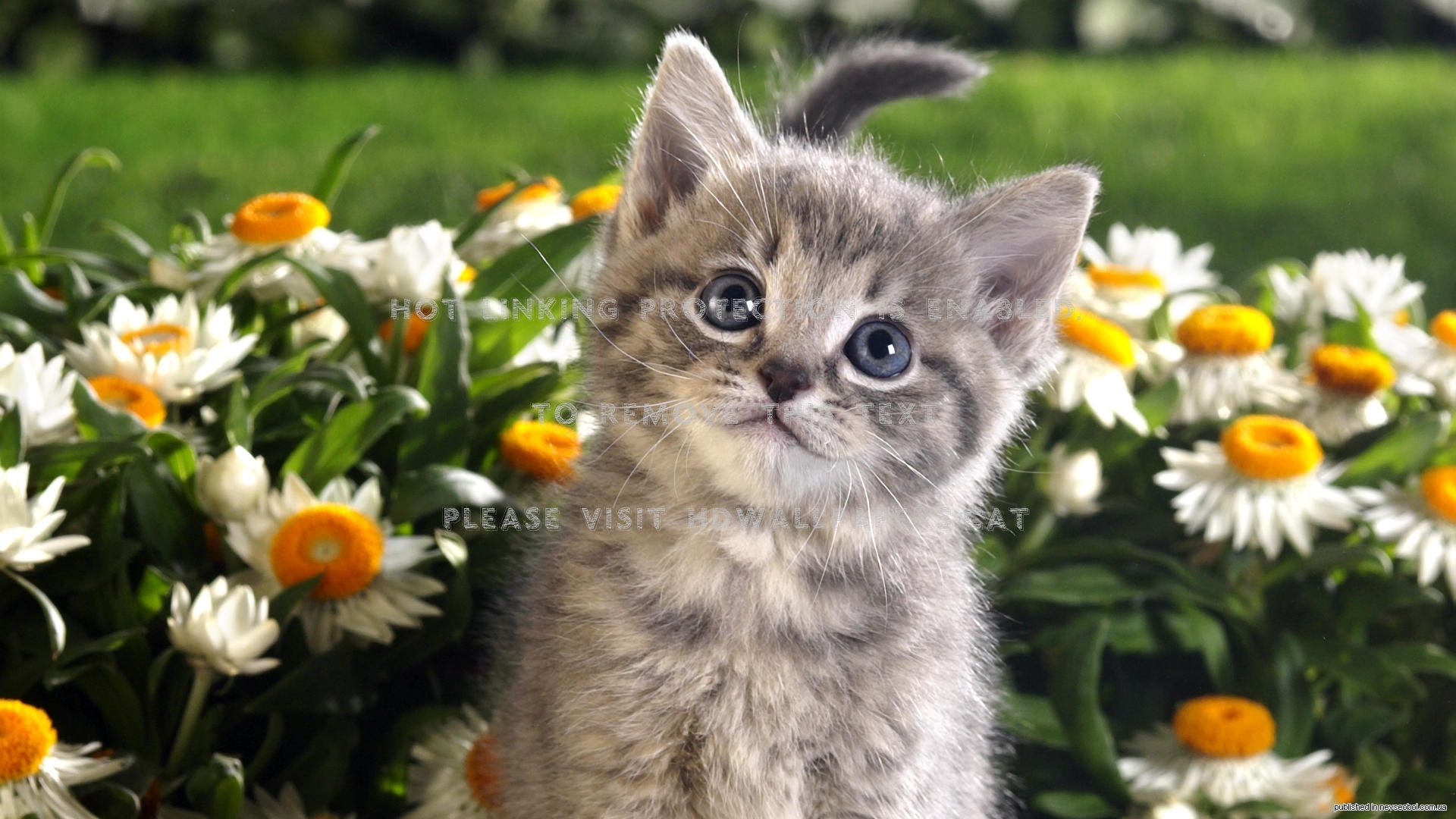 kitten and flowers spring cute kitty cats