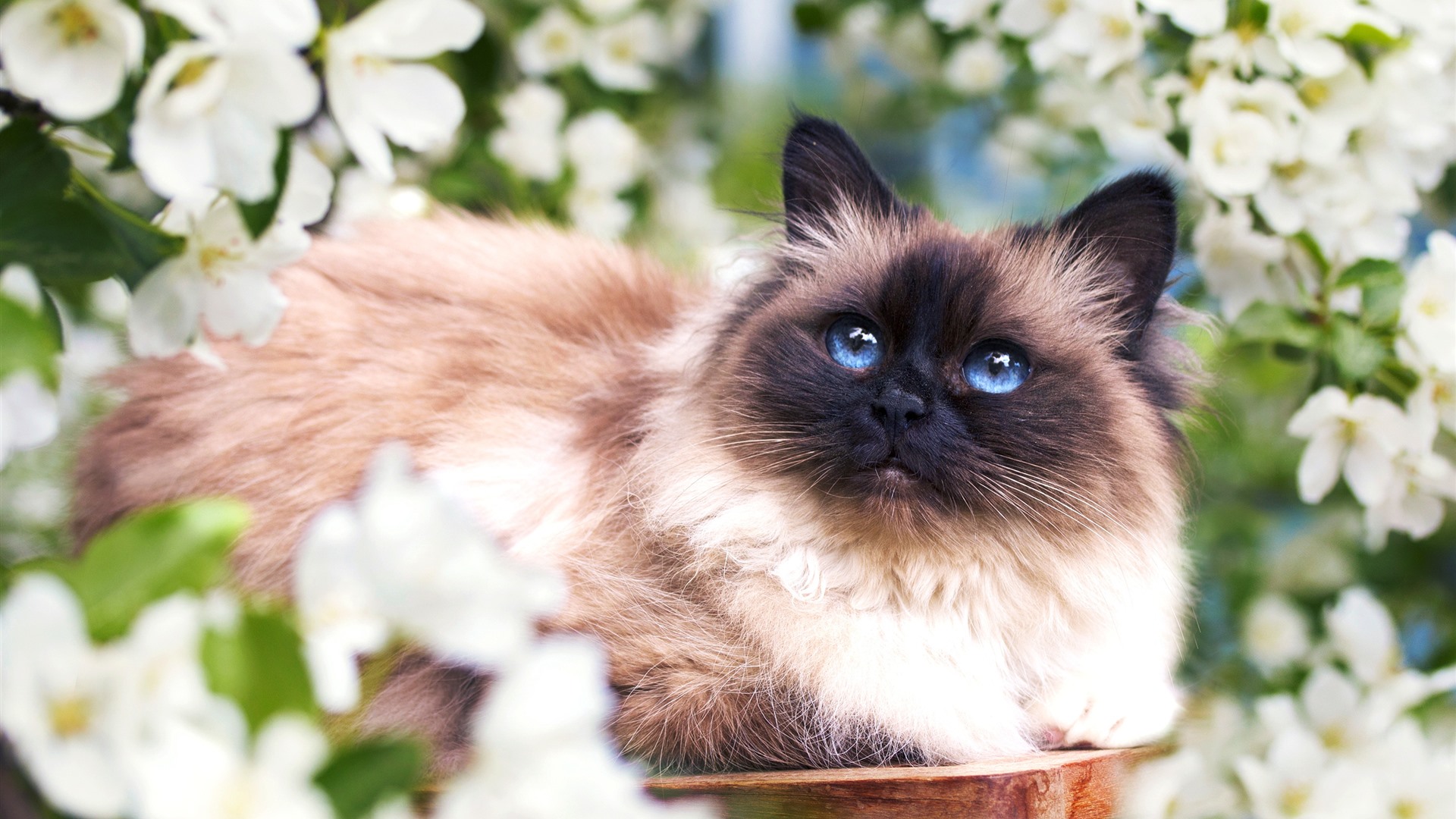 Wallpaper Furry cat, blue eyes, white flowers, spring 2880x1800 HD Picture, Image