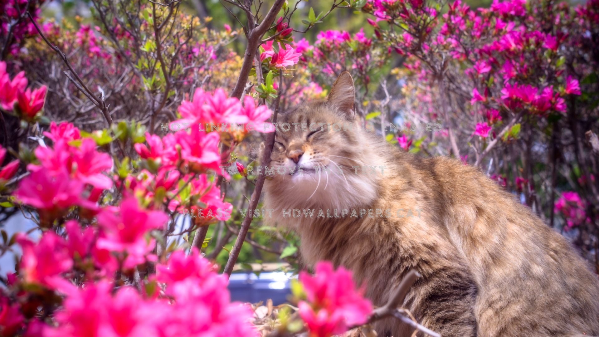 sweetest spring feline cat cute maine coon