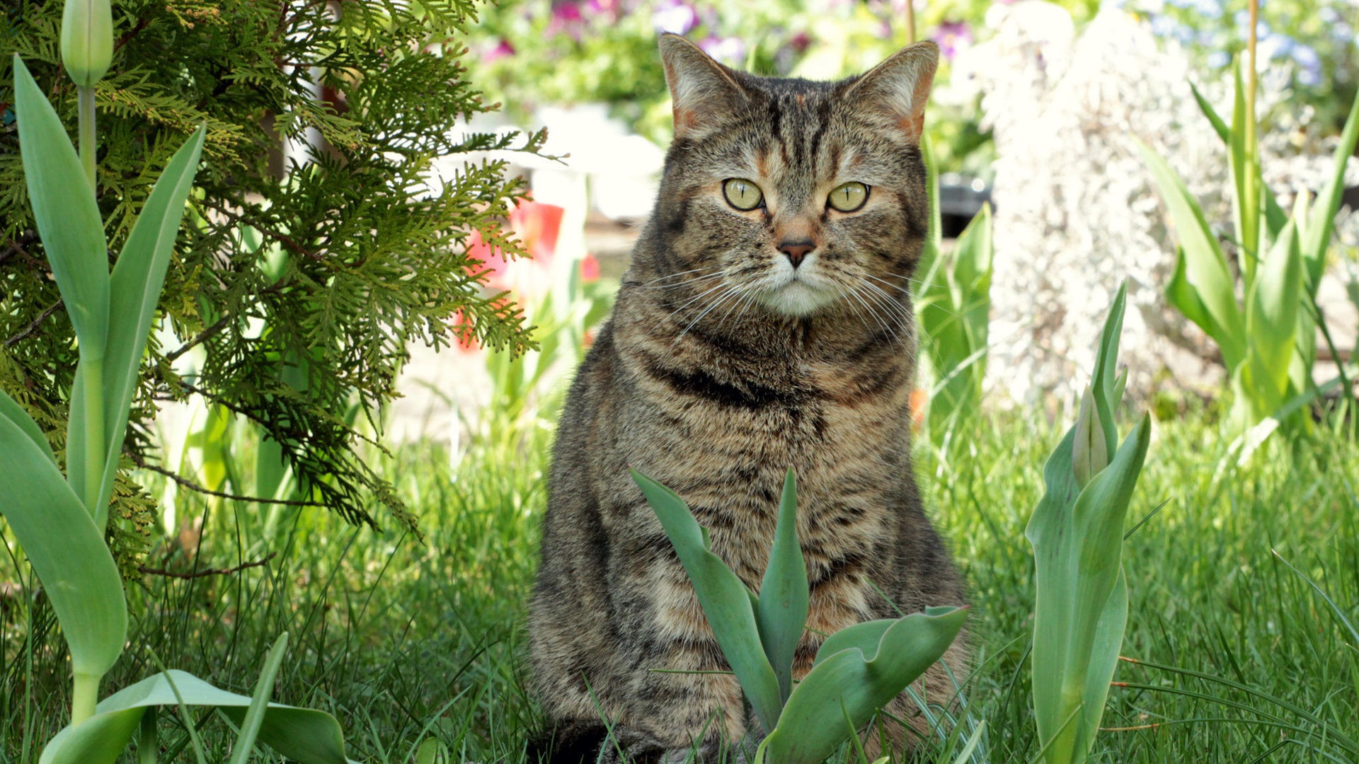 Wallpaper Spring, cat, flowers, grass 1920x1200 HD Picture, Image