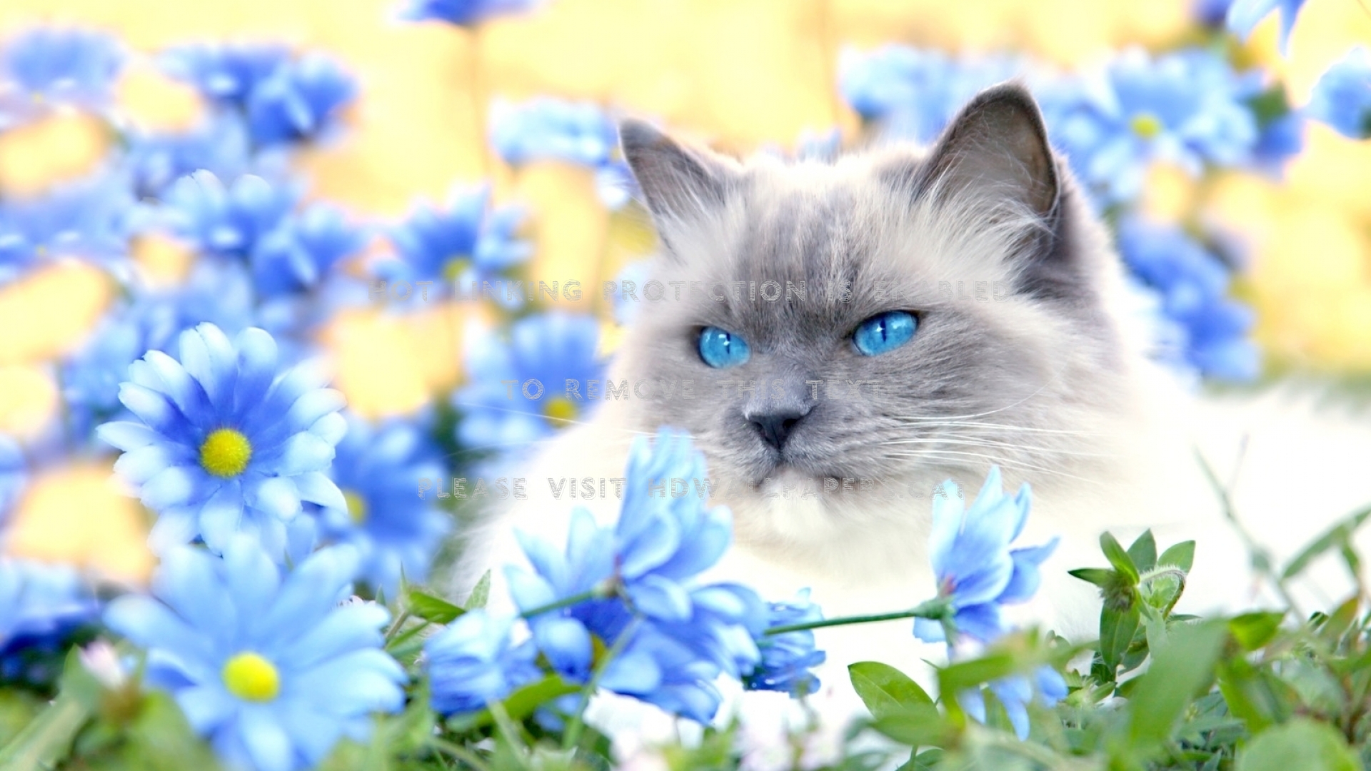 Blue Eyed Cat And Flowers Animals Spring