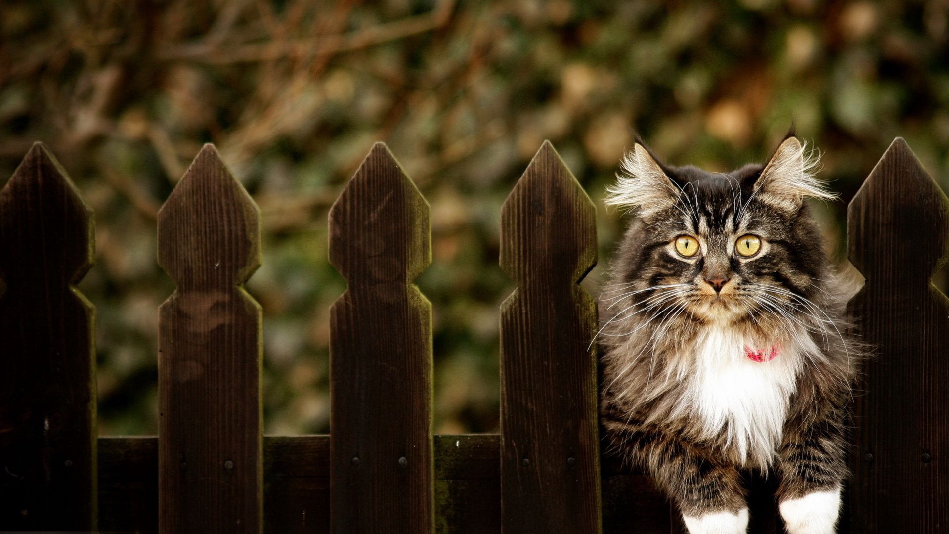 Download wallpaper 1920x1080 cat, furry, fence sitting, dog collar full hd, hdtv, fhd, 1080p HD background