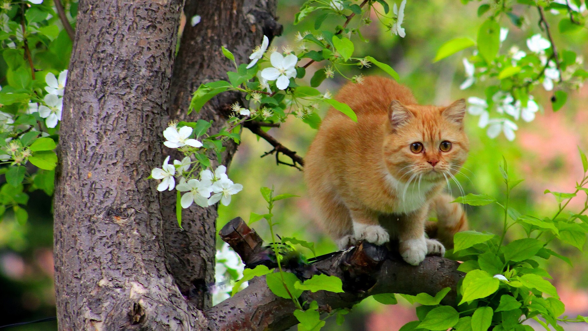Wallpaper Cat in tree, flowers, spring 1920x1440 HD Picture, Image
