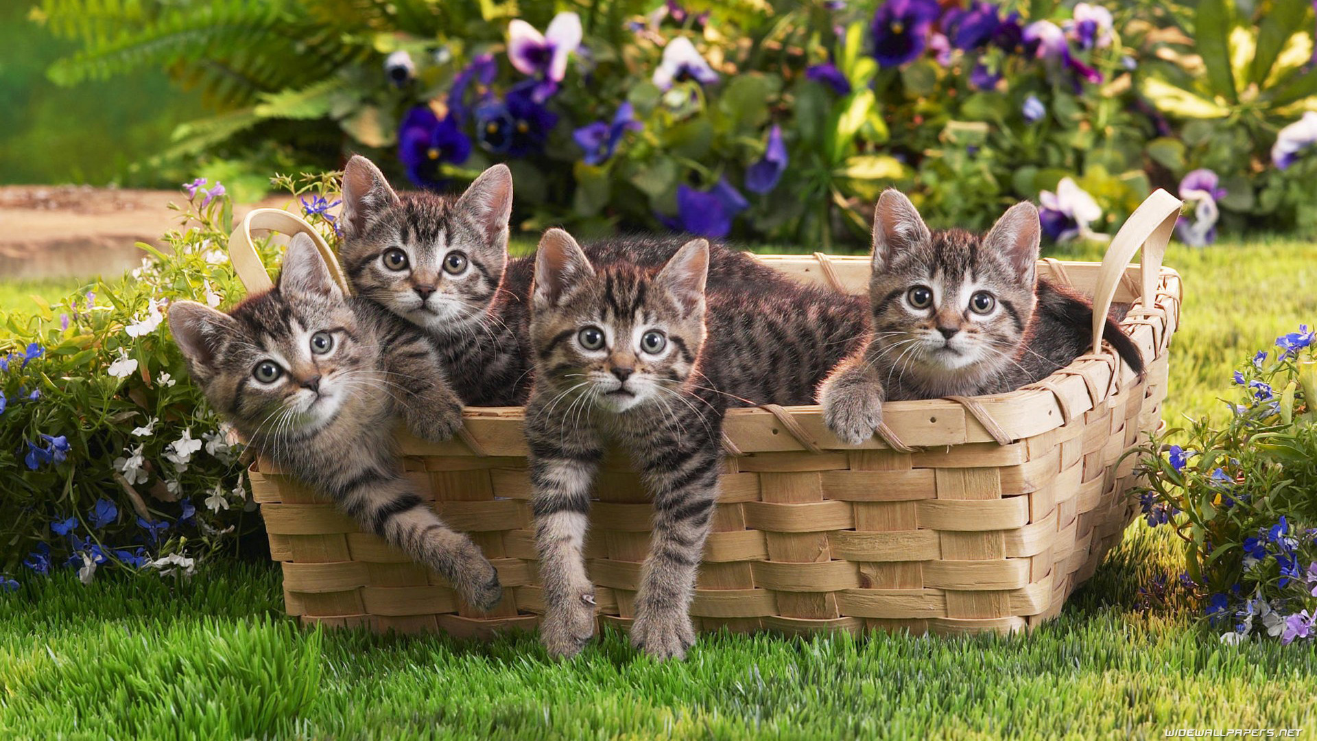 Spring Cats 1920x1080 Wallpapers - Wallpaper Cave