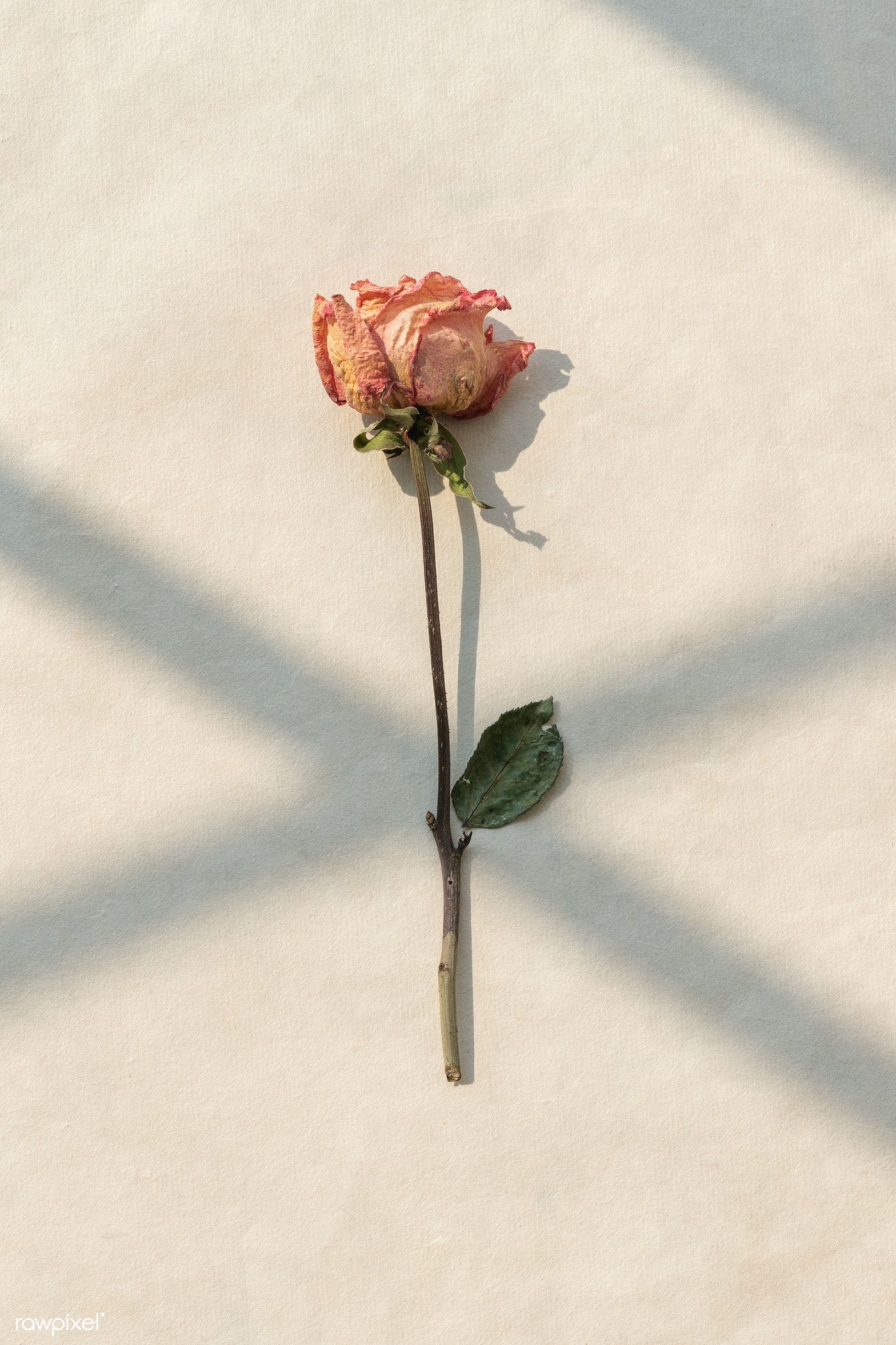 Dried pink rose with a shadow on a background / Teddy Rawpixel. Background image, Dried flowers, Aesthetic roses