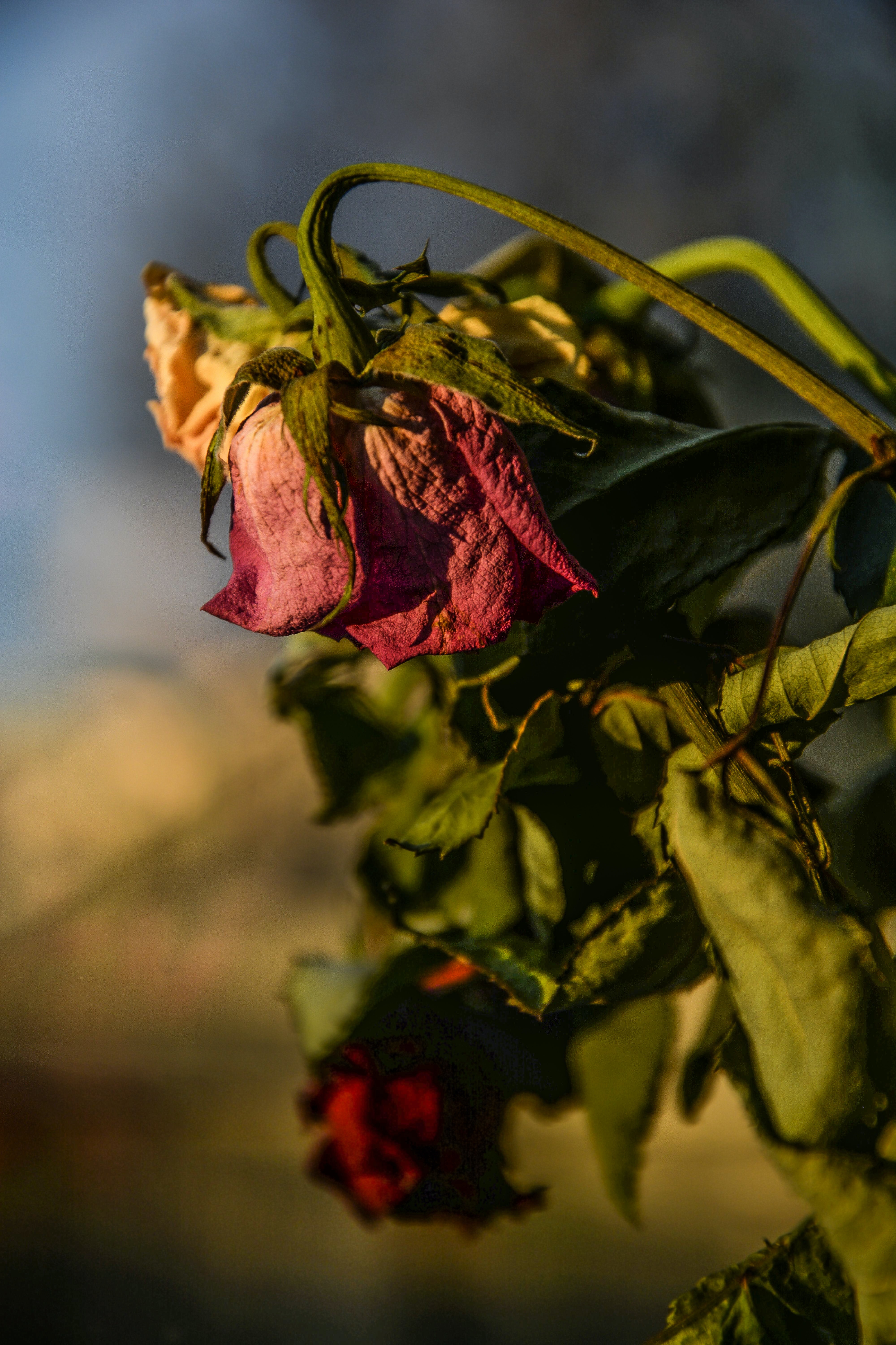 Download Aesthetic Brown Withered Flower Wallpaper