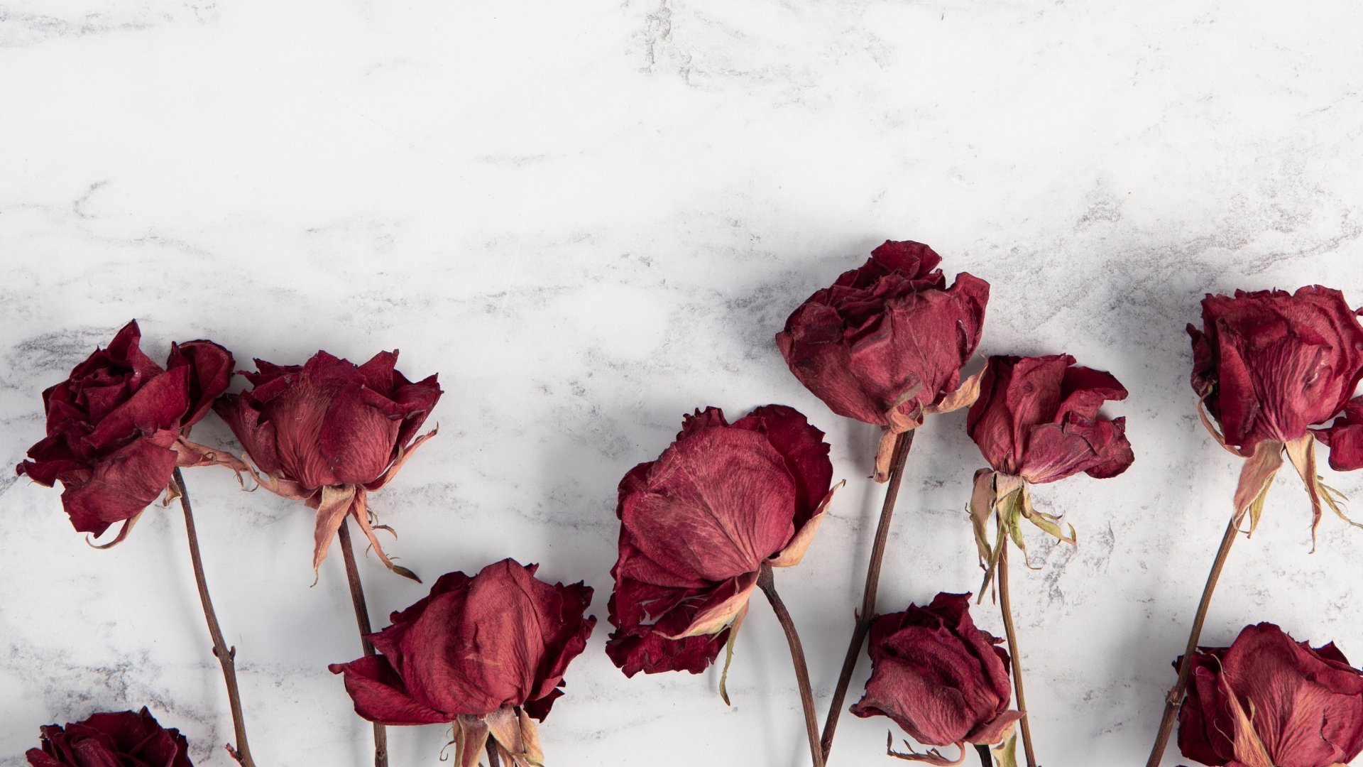 Dried pink rose with a shadow on a background