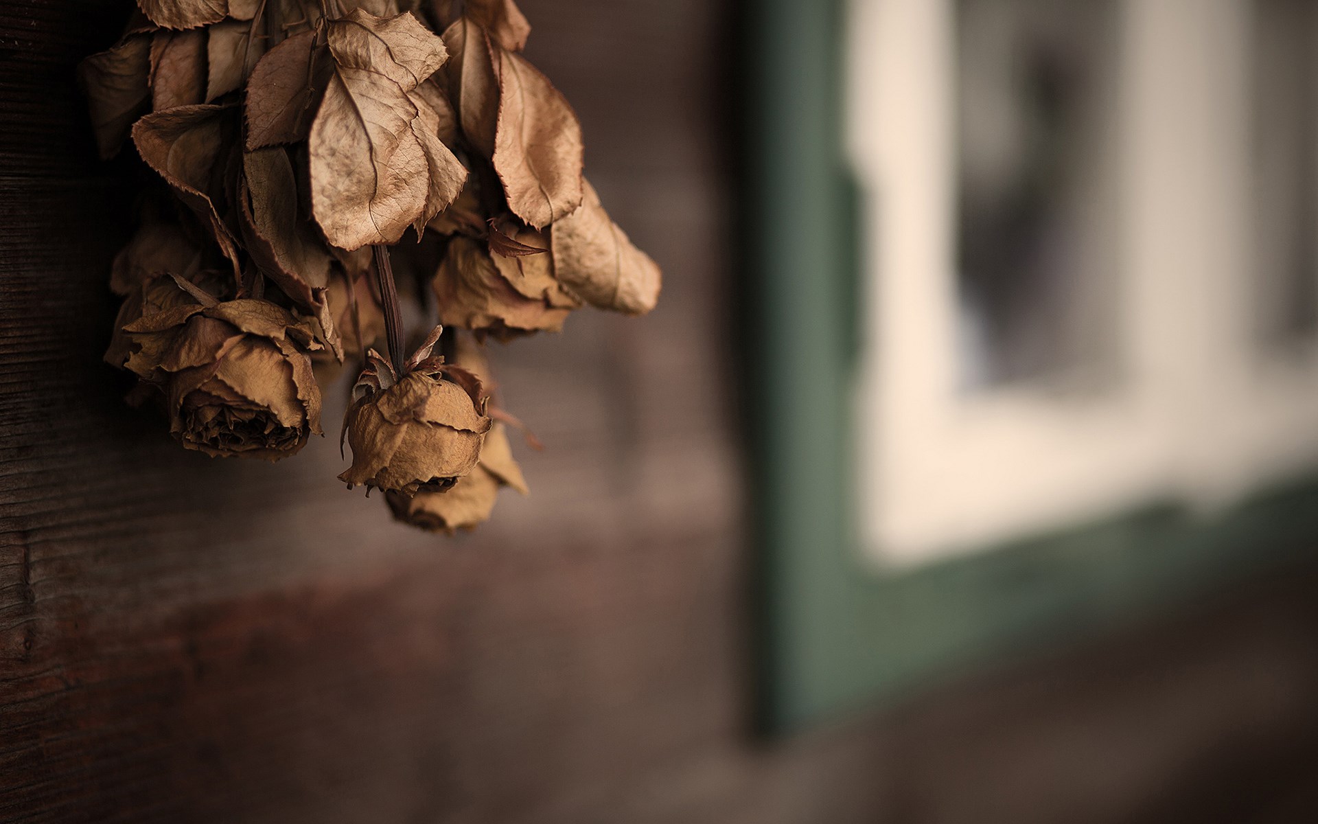 Roses Flowers Dry wallpaperx1200