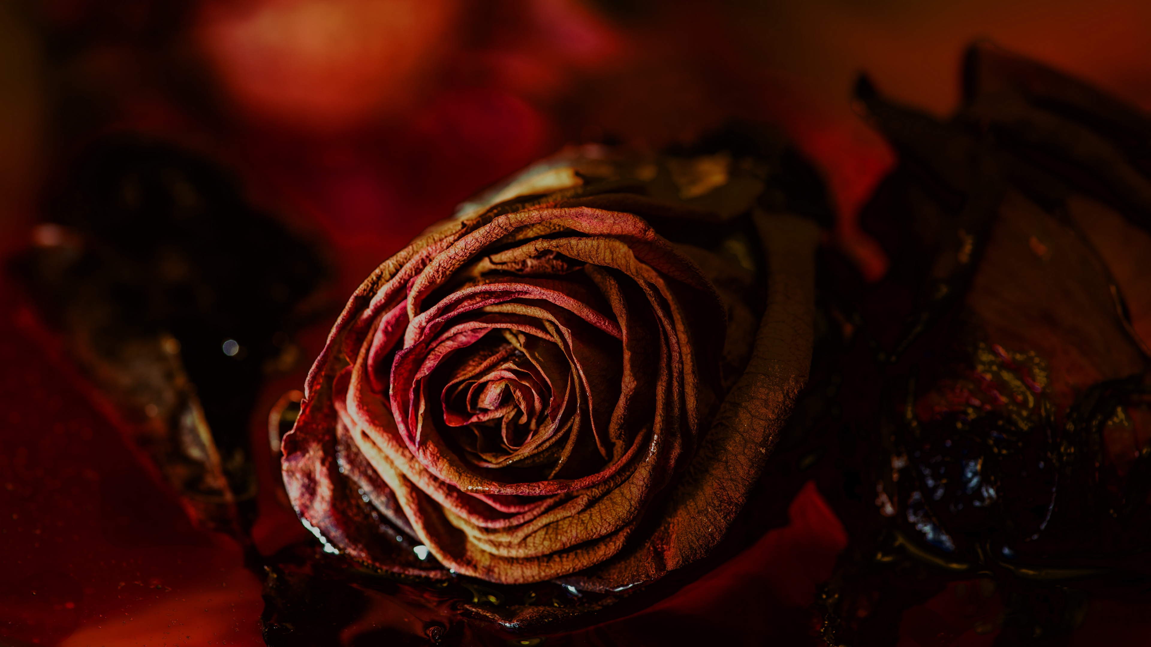 Wallpaper 4k rose, bud, dry, flower, red 4k Wallpaper