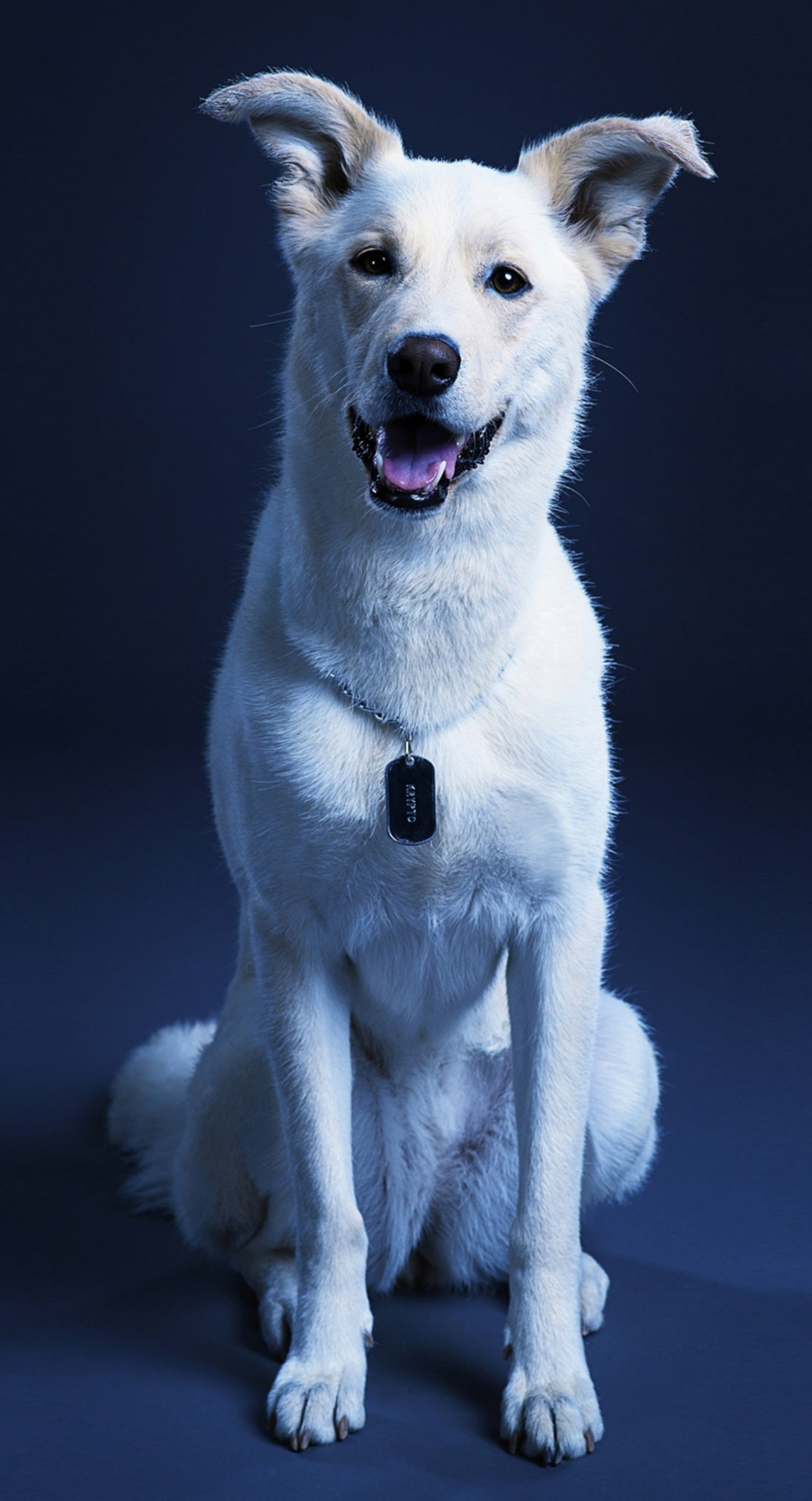 Krypto the Superdog wallpaper! Enjoy!!