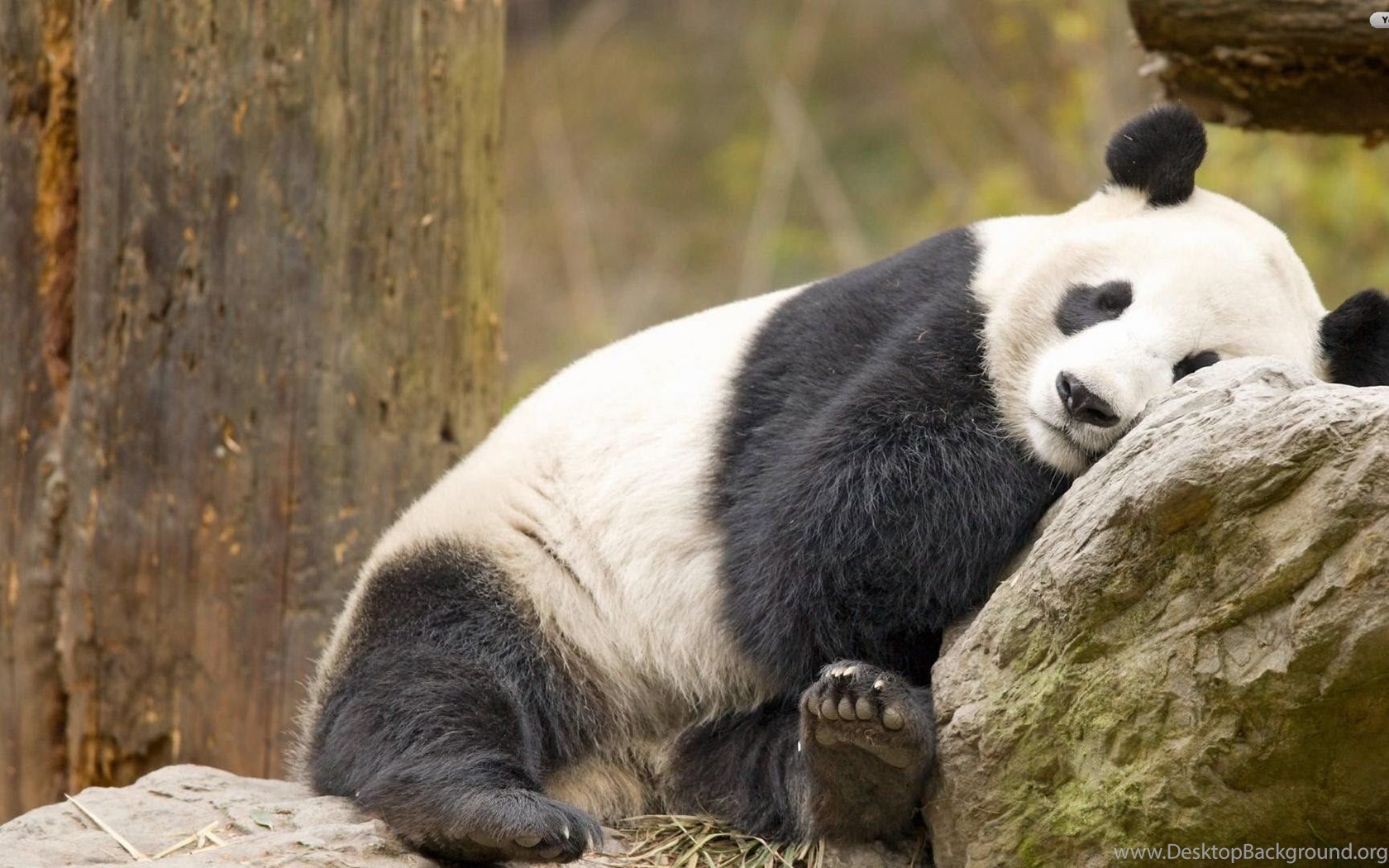 YouWall Lazy Panda Wallpaper Wallpaper, wallpaper, free. Desktop Background