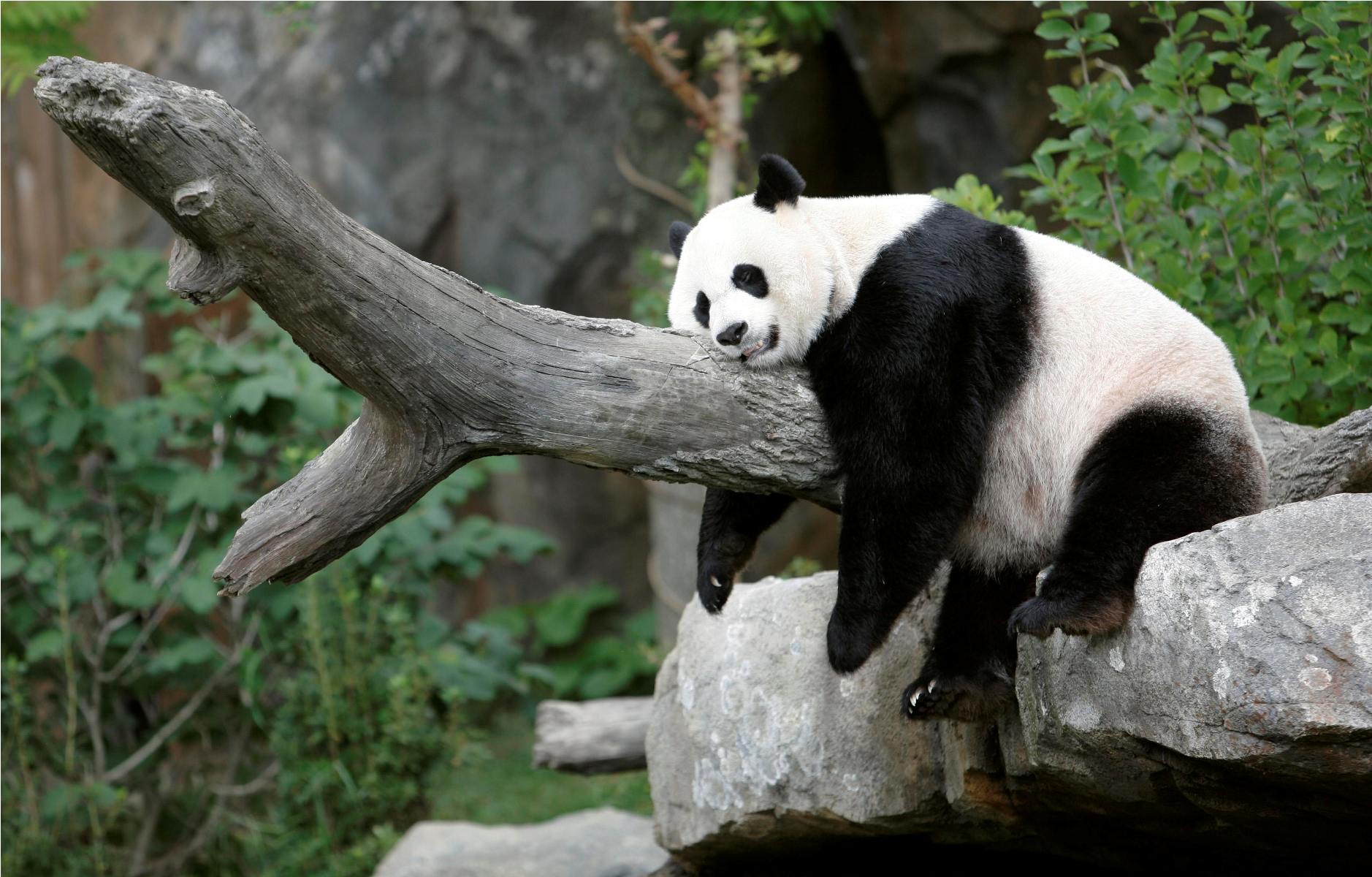 Panda Wallpaper Background Panda Wallpaper & Background Download