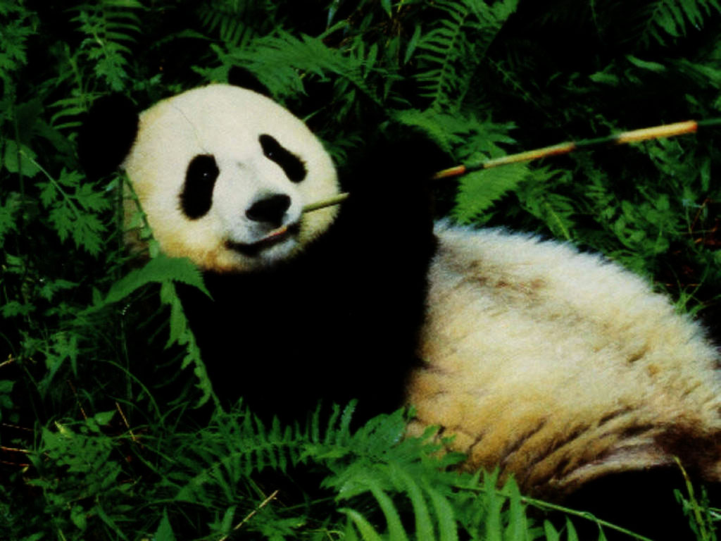 My Free Wallpaper Wallpaper, Lazy Panda