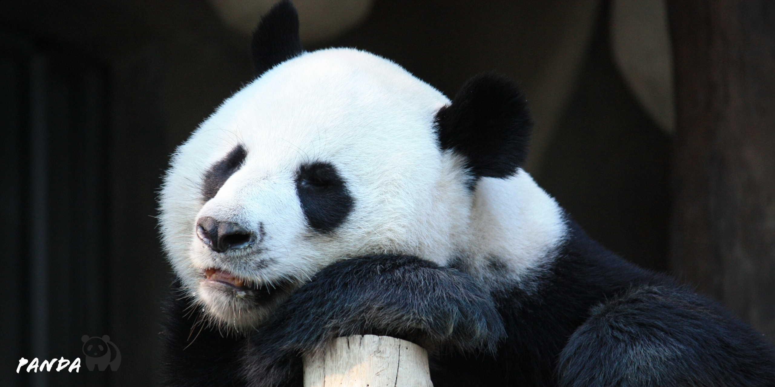 Lazy Panda HD Wallpaper