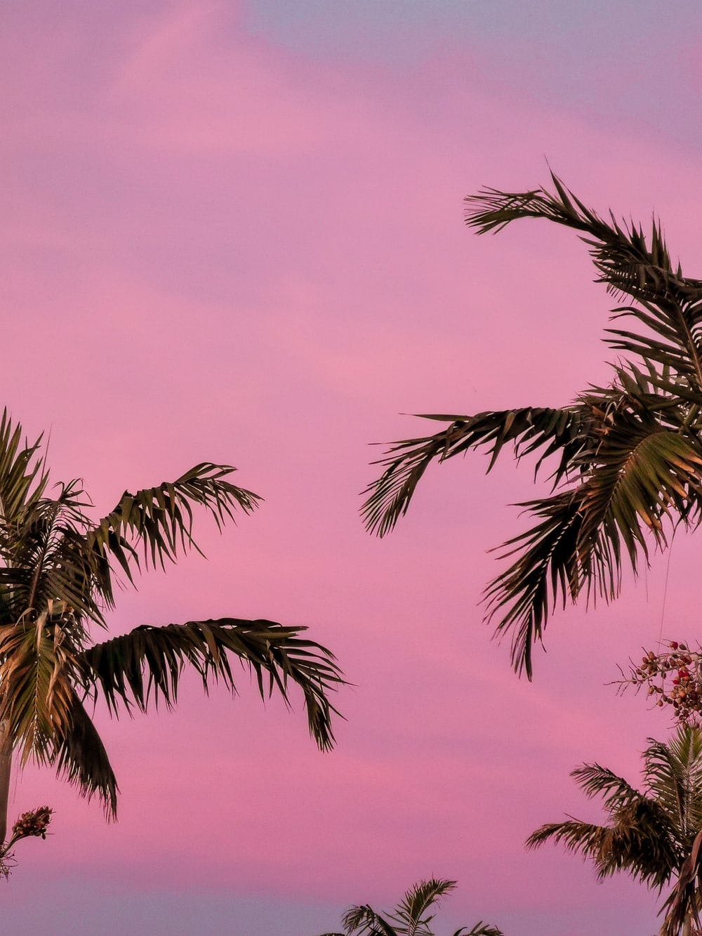 Pink Aesthetic Picture. Download Free Image