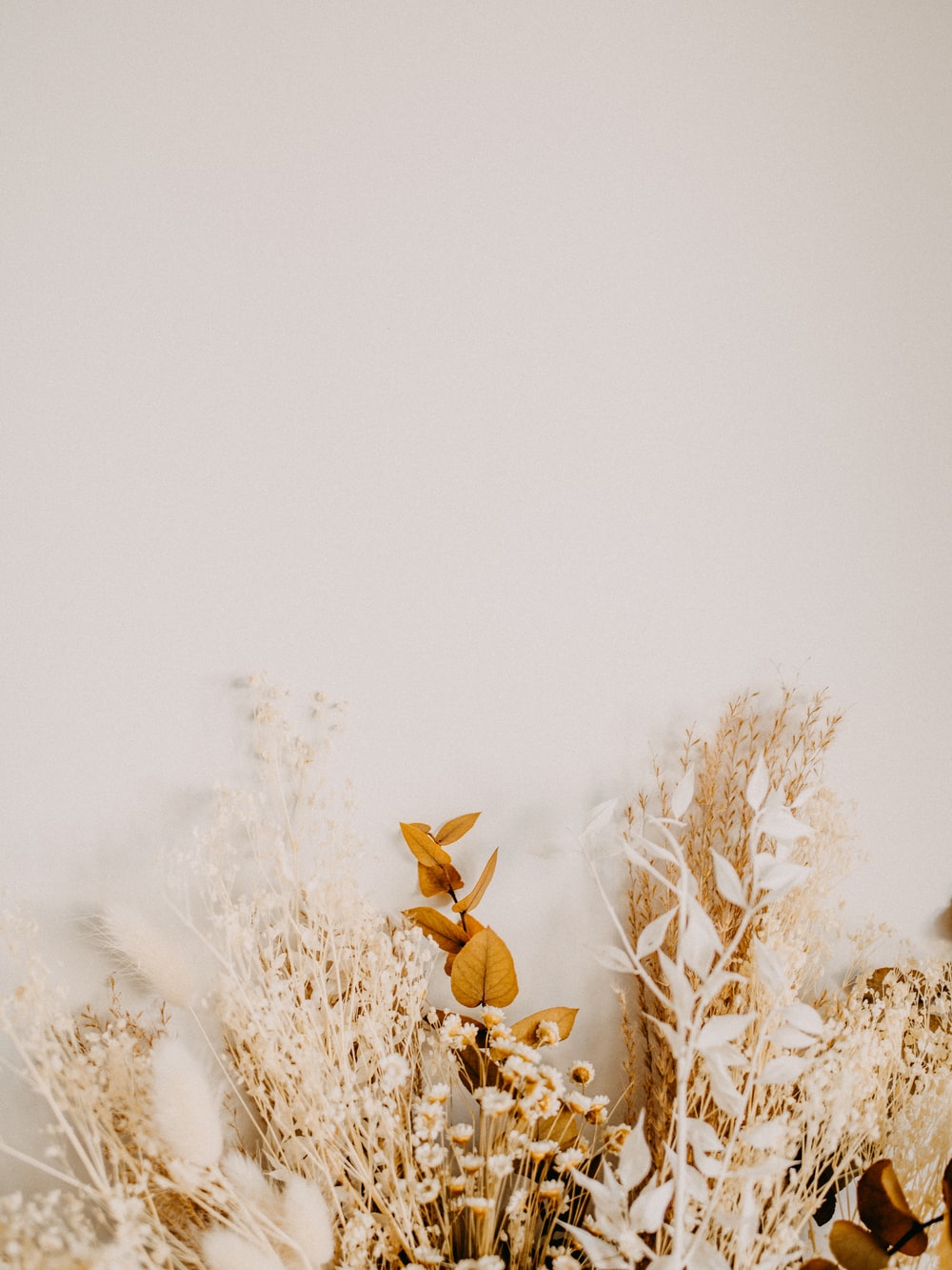 Dried Flowers Picture. Download Free Image