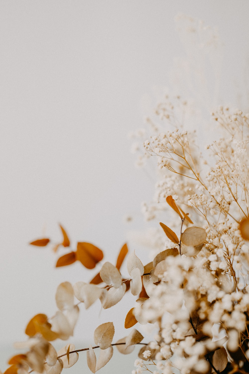 Dried Flower Picture [HD]. Download Free Image