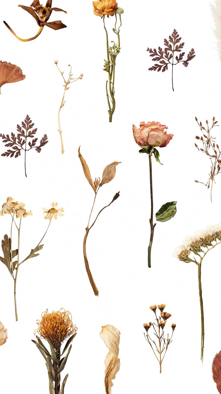 Dried flower pattern mobile wallpaper. free image / sasi. Vintage flowers wallpaper, Dried flowers, Flowers