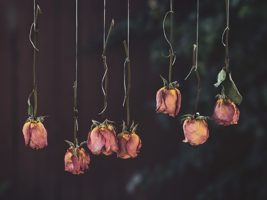 Roses, flowers, dry, hanging wallpaper, HD image, picture, background, 6deb47