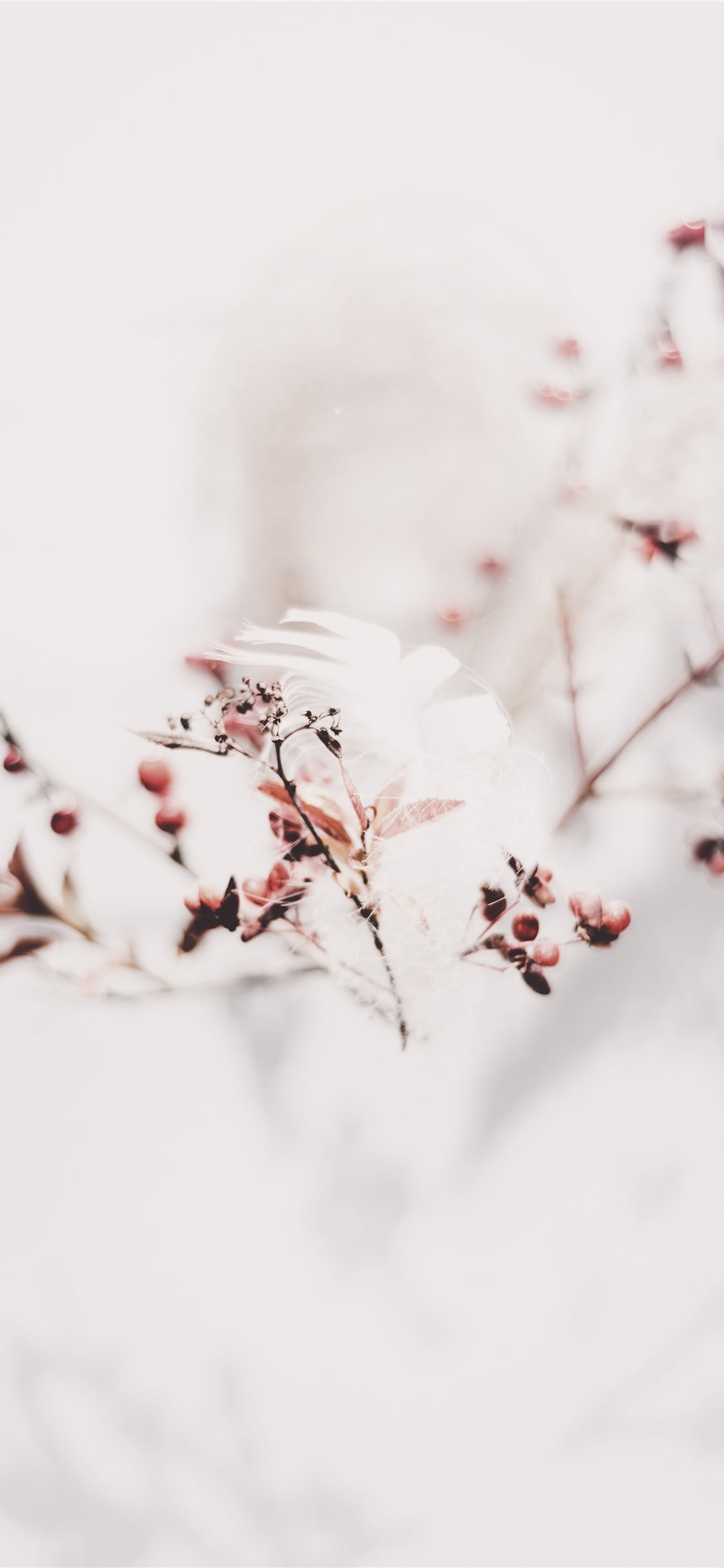 Best Dried iPhone X HD Wallpaper